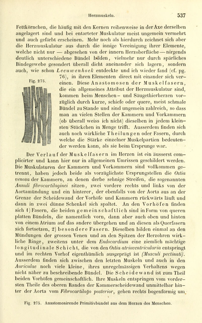 Fellkörnchen, die häufig mil den Kernen reihenweise in der Axe derselben angelagert sind und bei entarteter Muskulatur meist ungemein vermehrt und auch gefärbt erscheinen. Mehr noch als hierdurch zeichnet sich aber die Herzmuskulatur aus durch die innige Vereinigung ihrer Elemente, welche nicht nur — abgesehen von der innern Herzoberfläche — nirgends deutlich unterschiedene Bündel bilden, vielmehr nur durch spärliches Bindegewebe gesondert überall dicht aneinander sich lagern, sondern auch, wie schon Leeuwenhoek entdeckte und ich wieder fand (cf. pg. 76), in ihren Elementen direct mit einander sich ver- Fig. 2 75. einen. Diese Anastomosen der Muskelfasern, die ein allgemeines Attribut der Herzmuskulatur sind, kommen beim Menschen- und Säugethierherzen vor- züglich durch kurze, schiefe oder quere, meist schmale Bündel zustande und sind ungemein zahlreich, so dass man an vielen Stellen der Kammern und Vorkammern (ob überall weiss ich nicht) dieselben in jedem klein- sten Stückchen in Menge trifft. Ausserdem finden sich auch noch wirkliche Theilungen oder Fasern, durch welche die Stärke einzelner Muskelpartien bedeuten- der werden kann, als sie beim Ursprünge war. Der Verlauf der Muskelfasern im Herzen ist ein äusserst com- plicirler und kann hier nur in allgemeinen Umrissen geschildert werden. Die Muskulaturen der Kammern und Vorkammern sind vollkommen ge- trennt, haben jedoch beide als vorzüglichste Ursprungstellen die Ostia venosa der Kammern, an denen derbe sehnige Streifen, die sogenannten Annuli fibröcartilaginei sitzen, zwei vordere rechts und links von der Aortamündung und ein hinterer, der ebenfalls von der Aorta aus an der Grenze der Scheidewand der Vorhöfe und Kammern rückwärts läuft und dann in zwei dünne Schenkel sich spaltet. An den Vorhöfen finden sich 1) Fasern, die beiden gemeinschaftlich sind in Form von queren platten Bündeln, die namentlich vorn, dann aber auch oben und hinten von einem Atrium auf das andere übergehen und an diesen als Querfasern sich fortsetzen, 2) besondere Fasern. Dieselben bilden einmal an den Mündungen der grossen Venen und an den Spitzen der Herzohren wirk- liche Ringe, zweitens unter dem Endocardium eine ziemlich mächtige longitudinale Schicht, die von den Ostia atrioventricularia entspringt und im rechten Vorhof eigenthümlich ausgeprägt ist (Musculi pectinati). Ausserdem finden sich zwischen den letzten Muskeln und auch in den Auriculae noch viele kleine, ihres unregelmässigen Verhaltens wegen nicht näher zu beschreibende Bündel. Die Scheidewand ist zum Theil beiden Vorhöfen gemeinschaftlich. Ihre Muskeln entspringen vom vorder- sten Theile des oberen Randes der Kammerscheidewand unmittelbar hin- ter der Aorta vom Fibrocartilago posterior, gehen rechts bogenförmig um. Fig. 275. Anastomosirende Primitivbündel aus dem Herzen des Menschen.