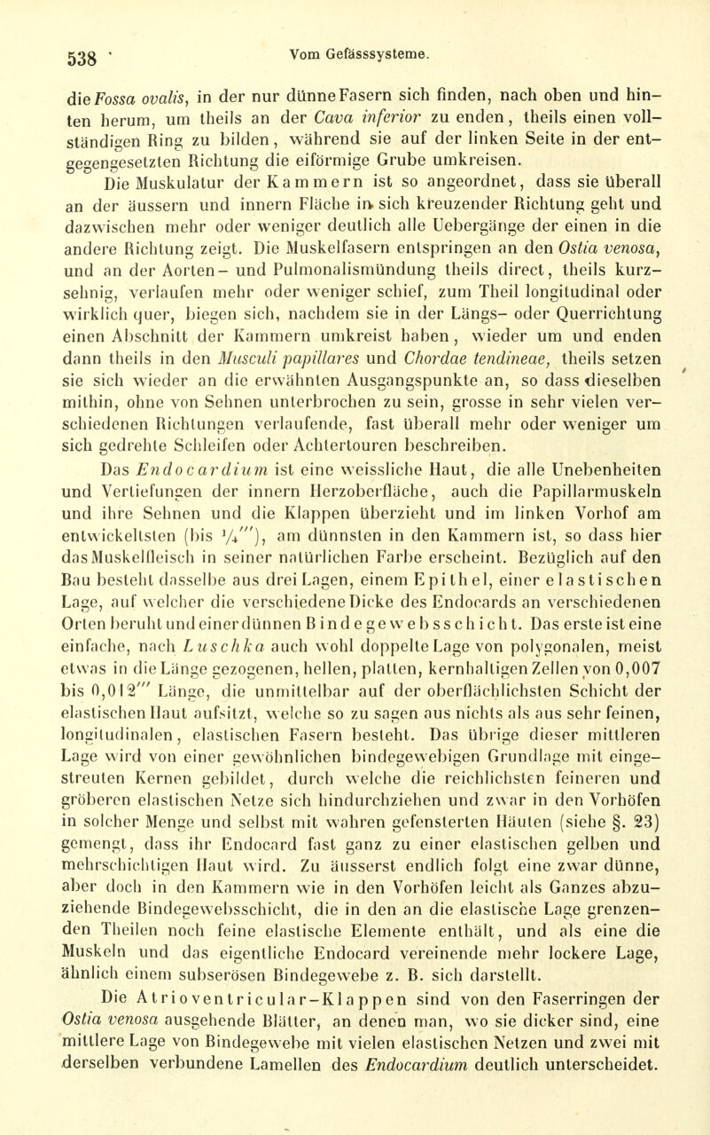 die Fossa ovalis, in der nur dünne Fasern sich finden, nach oben und hin- ten herum, um Iheils an der Cava inferior zu enden, theils einen voll- ständigen Ring zu bilden, während sie auf der linken Seite in der ent- gegengesetzten Richtung die eiförmige Grube umkreisen. Die Muskulatur der Kammern ist so angeordnet, dass sie überall an der äussern und innern Fläche ir^ sich kreuzender Richtung geht und dazwischen mehr oder weniger deutlich alle Uebergänge der einen in die andere Richtung zeigt. Die Muskelfasern entspringen an den Ostia venosa, und an der Aorten- und Pulmonalismündung theils direct, theils kurz- sehnig, verlaufen mehr oder weniger schief, zum Theil longitudinal oder wirklich quer, biegen sich, nachdem sie in der Längs- oder Querrichtung einen Abschnitt der Kammern umkreist haben, wieder um und enden dann theils in den Musculi papillai^es und Chordae tendineae, theils setzen sie sich wieder an die erwähnten Ausgangspunkte an, so dass dieselben mithin, ohne von Sehnen unterbrochen zu sein, grosse in sehr vielen ver- schiedenen Richtungen verlaufende, fast überall mehr oder weniger um sich gedrehte Schleifen oder Achlertouren beschreiben. Das Endo c ardium ist eine vveissliche Haut, die alle Unebenheiten und Vertiefungen der innern Herzoberfläche, auch die Papillarmuskeln und ihre Sehnen und die Klappen überzieht und im linken Vorhof am entwickeltsten (bis V+'), am dünnsten in den Kammern ist, so dass hier das Muskelfleisch in seiner natürlichen Farbe erscheint. Bezüglich auf den Bau besteht dasselbe aus drei Lagen, einem Epithel, einer elastischen Lage, auf welcher die verschiedene Dicke des Endocards an verschiedenen Orten beruht und einer dünnen Bindegew ebsschicht. Das ersteist eine einfache, nach Luschka auch wohl doppelte Lage von polygonalen, meist etwas in die Länge gezogenen, hellen, platten, kernhaltigen Zellen von 0,007 bis 0,012' Länge, die unmittelbar auf der oberflächlichsten Schicht der elastischen Haut aufsitzt, welche so zu sagen aus nichts als aus sehr feinen, longitudinalen, elastischen Fasern besteht. Das übrige dieser mittleren Lage wird von einer gewöhnlichen bindegewebigen Grundinge mit einge- streuten Kernen gebildet, durch welche die reichlichsten feineren und gröberen elastischen Netze sich hindurchziehen und zwar in den Vorhöfen in solcher Menge und selbst mit wahren gefensterten Häuten (siehe §. 23) gemengt, dass ihr Endocard fast ganz zu einer elastischen gelben und mehrschichtigen Haut wird. Zu äusserst endlich folgt eine zwar dünne, aber doch in den Kammern wie in den Vorhöfen leicht als Ganzes abzu- ziehende Bindegewebsschicht, die in den an die elastische Lage grenzen- den Theilen noch feine elastische Elemente enthält, und als eine die Muskeln und das eigentliche Endocard vereinende mehr lockere Lage, ähnlich einem subserösen Bindegewebe z. B. sich darstellt. Die Atrioventricular-Klappen sind von den Faserringen der Ostia venosa ausgehende Blätter, an denen man, wo sie dicker sind, eine mittlere Lage von Bindegewebe mit vielen elastischen Netzen und zwei mit derselben verbundene Lamellen des Endocardium deutlich unterscheidet.