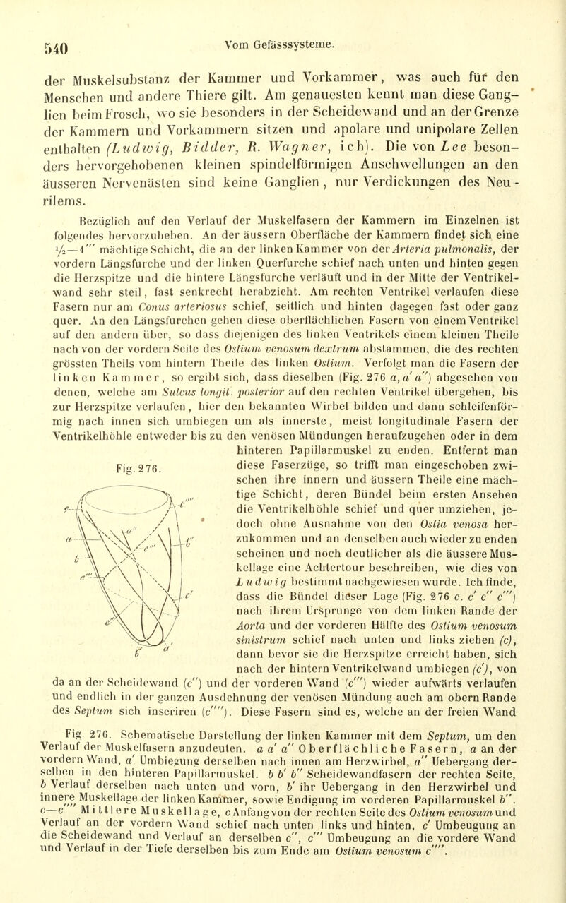 der Muskelsubstanz der Kammer und Vorkammer, was auch für* den Menschen und andere Thiere gilt. Am genauesten kennt man diese Gang- lien beim Frosch, wo sie besonders in der Scheidewand und an der Grenze der Karamern und Vorkammern sitzen und apolare und unipolare Zellen enthalten (Ludiüig, Bidder, R. Wagner, ich). Die von Lee beson- ders hervorgehobenen kleinen spindelförmigen Anschwellungen an den äusseren Nervenästen sind keine Ganglien , nur Verdickungen des Neu - rilems. Bezüglich auf den Verlauf der Muskelfasern der Kammern im Einzelnen ist folgendes hervorzuheben. An der äussern Oberfläche der Kammern findet sich eine 1/2—1' mächtige Schicht, die an der linken Kammer von dev Arteria pulmonalis, der vordem Längsfurche und der linken Querfurche schief nach unten und hinten gegen die Herzspitze und die hintere Längsfurche verläuft und in der Mitte der Ventrikel- wand sehr steil, fast senkrecht herabzieht. Am rechten Ventrikel verlaufen diese Fasern nur am Conus arteriosus schief, seitlich und hinten dagegen fast oder ganz quer. An den Längsfurchen gehen diese oberflächlichen Fasern von einem Ventrikel auf den andern über, so dass diejenigen des linken Ventrikels einem kleinen Theile nach von der vordem Seite des Ostium venosum dextrum abstammen, die des rechten grössten Theils vom hintern Theile des linken Ostium. Verfolgt man die Fasern der linken Kammer, so ergibt sich, dass dieselben (Fig. 276 a,a a) abgesehen von denen, welche am Sulcus longit. 'posterior auf den rechten Ventrikel übergehen, bis zur Herzspitze verlaufen, hier den bekannten Wirbel bilden und dann schleifenför- mig nach innen sich umbiegen um als innerste, meist longitudinale Fasern der Ventrikelhöhle entweder bis zu den venösen Mündungen heraufzugehen oder in dem hinteren Papillarmuskel zu enden. Entfernt man diese Faserzüge, so trifft man eingeschoben zwi- schen ihre innern und äussern Theile eine mäch- tige Schicht, deren Bündel beim ersten Ansehen die Ventrikelhöhle schief und quer umziehen, je- doch ohne Ausnahme von den Ostia venosa her- zukommen und an denselben auch wieder zu enden scheinen und noch deutlicher als die äussere Mus- kellage eine Achtertour beschreiben, wie dies von Ludwig bestimmt nachgewiesen wurde. Ich finde, dass die Bündel dieser Lage (Fig. 276 c. c c c) nach ihrem Ursprünge von dem linken Rande der Aorta und der vorderen Hälfte des Ostium venosum sinistrum schief nach unten und links ziehen (c), dann bevor sie die Herzspitze erreicht haben, sich nach der hintern Ventrikelwand umbiegen (c), von da an der Scheidewand (c) und der vorderen Wand (c') wieder aufwärts verlaufen und endlich in der ganzen Ausdehnung der venösen Mündung auch am obern Rande des Septum sich inseriren (c). Diese Fasern sind es, welche an der freien Wand Fig 276. Schematische Darstellung der linken Kammer mit dem Septum, um den Verlauf der Muskelfasern anzudeuten, a a' a 0 b er f lä chl i c he F a ser n , a an der vordem Wand, a' Umbiegung derselben nach innen am Herzwirbel, a Uebergang der- selben in den hinteren Papillarmuskel. b b' b Scheidewandfasern der rechten Seite, 6 Verlauf derselben nach unten und vom, b' ihr Uebergang in den Herzwirbel und innere Muskellage der linken Kammer, sowie Endigung im vorderen Papillarmuskel b. c~c Mittlere Muskellage, c Anfang von der rechten Seite des Ostium venosumnnd. Verlauf an der vordem Wand schief nach unten links und hinten, c Umbeugung an die Scheidewand und Verlauf an derselben c, c Umbeugung an die vordere Wand und Verlauf in der Tiefe derselben bis zum Ende am Ostium venosum c. Fig. 2 76.