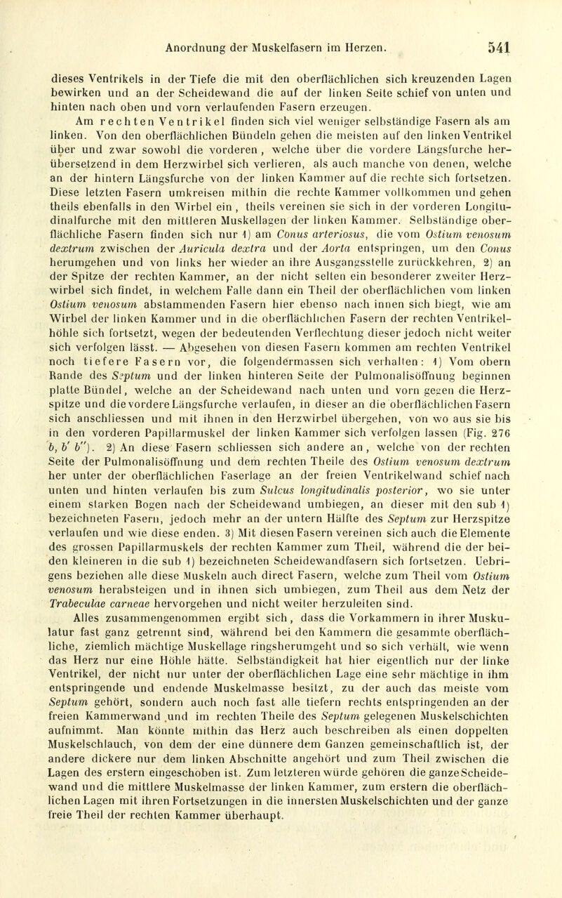 dieses Ventril^els in der Tiefe die mit den oberflächlichen sich kreuzenden Lagen bewirken und an der Scheidewand die auf der linken Seite schief von unten und hinten nach oben und vorn verlaufenden Fasern erzeugen. Am rechten Ven trikel finden sich viel weniger selbständige Fasern als am linken. Von den oberflächlichen Bündeln gehen die meisten auf den linken Ventrikel über und zwar sowohl die vorderen , welche über die vordere Längsfurche her- übersetzend in dem Herzwirbel sich verlieren, als auch manche von denen, welche an der hintern Längsfurche von der linken Kammer auf die rechte sich fortsetzen. Diese letzten Fasern umkreisen mithin die rechte Kammer vollkommen und gehen theils ebenfalls in den Wirbel ein , theils vereinen sie sich in der vorderen Longilu- dinalfurche mit den mittleren Muskellagen der linken Kammer. Selbständige ober- flächliche Fasern finden sich nur-1) am Conus arteriosus, die vom Ostium venosum dextrum zwischen der Auricula dextra und der Aorta entspringen, um den Conus herumgehen und von links her wieder an ihre Ausgangsstelle zurückkehren, 2) an der Spitze der rechten Kammer, an der nicht selten ein besonderer zweiter Herz- wirbel sich findet, in welchem P'alle dann ein Theil der oberflächlichen vom linken Ostium venosum abstammenden Fasern hier ebenso nach innen sich biegt, wie am Wirbel der linken Kammer und in die oberflächlichen Fasern der rechten Ventrikel- höhle sich fortsetzt, wegen der bedeutenden Verflechtung dieser jedoch nicht weiter sich verfolgen lässt. — Abgesehen von diesen Fasern kommen am rechten Ventrikel noch tiefere Fasern vor, die folgendermassen sich veihalten: i) Vom obern Rande des S?ptum und der linken hinteren Seite der Pulmonalisöffnung beginnen platte Bündel, welche an der Scheidewand nach unten und vorn geizen die Herz- spitze und die vordere Längsfurche verlaufen, in dieser an die obei flächlichen Fasern sich anschliessen und mit ihnen in den Herzwirbel übergehen, von wo aus sie bis in den vorderen Papillarmuskel der linken Kammer sich verfolgen lassen (Fig. 276 b,b'b]. 2) An diese Fasern schliessen sich andere an, welche von der rechten Seite der PulmonalisöfTnung und dem rechten Theile des Ostium venosum dextrum her unter der oberflächlichen Faserlage an der freien Ventrikelwand schief nach unten und hinten verlaufen bis zum Sulcus longitudinalis posterior, wo sie unter einem starken Bogen nach der Scheidewand umbiegen, an dieser mit den sub 1) bezeichneten p-asern, jedoch mehr an der untern Hälfte des Septum zur Herzspitze verlaufen und wie diese enden. 3) Mit diesen Fasern vereinen sich auch die Elemente des grossen Papillarmuskels der rechten Kammer zum Theil, während die der bei- den kleineren in die sub -1) bezeichneten Scheidewandfasern sich fortsetzen. Uebri- gens beziehen alle diese Muskeln auch direct Fasern, welche zum Theil vom Ostium venosum herabsteigen und in ihnen sich umbiegen, zum Theil aus dem Netz der Trabeculae carneae hervorgehen und nicht weiter herzuleiten sind. Alles zusammengenommen ergibt sich, dass die Vorkammern in ihrer Musku- latur fast ganz getreimt sind, während bei den Kammern die gesammte oberfläch- liche, ziemlich mächtige Muskellage ringsherumgeht und so sich verhält, wie wenn das Herz nur eine Höhle hätte. Selbständigkeit hat hier eigentlich nur der linke Ventrikel, der nicht nur unter der oberflächlichen Lage eine sehr mächtige in ihm entspringende und endende Muskelmasse besitzt, zu der auch das meiste vom Septum gehört, sondern auch noch fast alle tiefern rechts entspringenden an der freien Kammerwand .und im rechten Theile des Septum gelegenen Muskelschichten aufnimmt. Man könnte mithin das Herz auch beschreiben als einen doppelten Muskelschlauch, von dem der eine dünnere dem Ganzen gemeinschaftlich ist, der andere dickere nur dem linken Abschnitte angehört und zum Theil zwischen die Lagen des erstem eingeschoben ist. Zum letzteren würde gehören die ganze Scheide- wand und die mittlere Muskelmasse der linken Kammer, zum erstem die oberfläch- lichen Lagen mit ihren Fortsetzungen in die innersten Muskelschichten und der ganze freie Theil der rechten Kammer überhaupt.