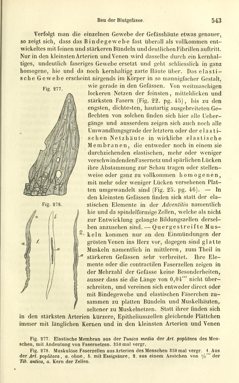 Fig. 277. Verfolgt man die einzelnen Gewebe der Gefässhäute etwas genauer, so zeigt sich, dass das Bindegewebe fast überall als vollkommen ent- wickeltes mit feinen und stärkeren Bündeln und deutlichen Fibrillen auftritt. Nur in den kleinsten Arterien und Venen wird dasselbe durch ein kernhal- tiges, undeutlich faseriges Gewebe ersetzt und geht schliesslich in ganz homogene, hie und da noch kernhaltige zarte Häute über. Das elasti- sche Gewebe erscheint nirgends im Körper in so mannigfacher Gestalt, wie gerade in den Gefässen. Von weitmaschigen lockeren Netzen der feinsten, mitteldicken und stärksten Fasern (Fig. 22. pg. 45), bis zu den engsten, dichtesten, hautartig ausgebreiteten Ge- flechten von solchen finden sich hier alle Ueber- gänge und ausserdem zeigen sich auch noch alle Umwandlungsgrade der letztern oder der e 1 a s t i- schen Netzhäute in wirkliche elastische Membranen, die entweder noch in einem sie durchziehenden elastischen, mehr oder weniger verschwindendenFasernetz und spärlichen Lücken ihre Abstammung zur Schau tragen oder stellen- weise oder ganz zu vollkommen homogenen, mit mehr oder weniger Lücken versehenen Plat- ten umgewandelt sind (Fig. 25. pg. 46). — In den kleinsten Gefässen finden sich statt der ela- stischen Elemente in der Adventäia namentlich hie und da spindelförmige Zellen, welche als nicht zur Entwicklung gelangte Bildungszellen dersel- ben anzusehen sind. — QuergestreifteMus- keln kommen nur an den Einmündungen der gröstenVenen ins Herz vor, dagegen sind glatte Muskeln namentlich in mittleren, zum Theil in stärkeren Gefässen sehr verbreitet. Ihre Ele- mente oder die contractilen Faserzellen zeigen in der Mehrzahl der Gefässe keine Besonderheiten, ausser dass sie die Länge von 0,04' nicht über- schreiten, und vereinen sich entweder direct oder mit Bindegewebe und elastischen Fäserchen zu- sammen zu platten Bündeln und Muskelhäuten, seltener zu Muskelnetzen. Statt ihrer finden sich in den stärksten Arterien kürzere, Epitheliumzellen gleichende Plättchen immer mit länglichen Kernen und in den kleinsten Arterien und Venen Fig. 277. Elastische Membran aus der Tunica media der Art. poplitaea des Men- schen, mit Andeutung von Fasernetzen. 350 mal vergr. Fig. 278. Muskulöse Faserzellen ausArterien des Menschen 350 mal vergr. I.Aus der Art. poplitaea, a. ohne, b. mit Essigsäure, 2. aus einem Aestchen von '/.'der Tib. antica, a. Kern der Zellen.