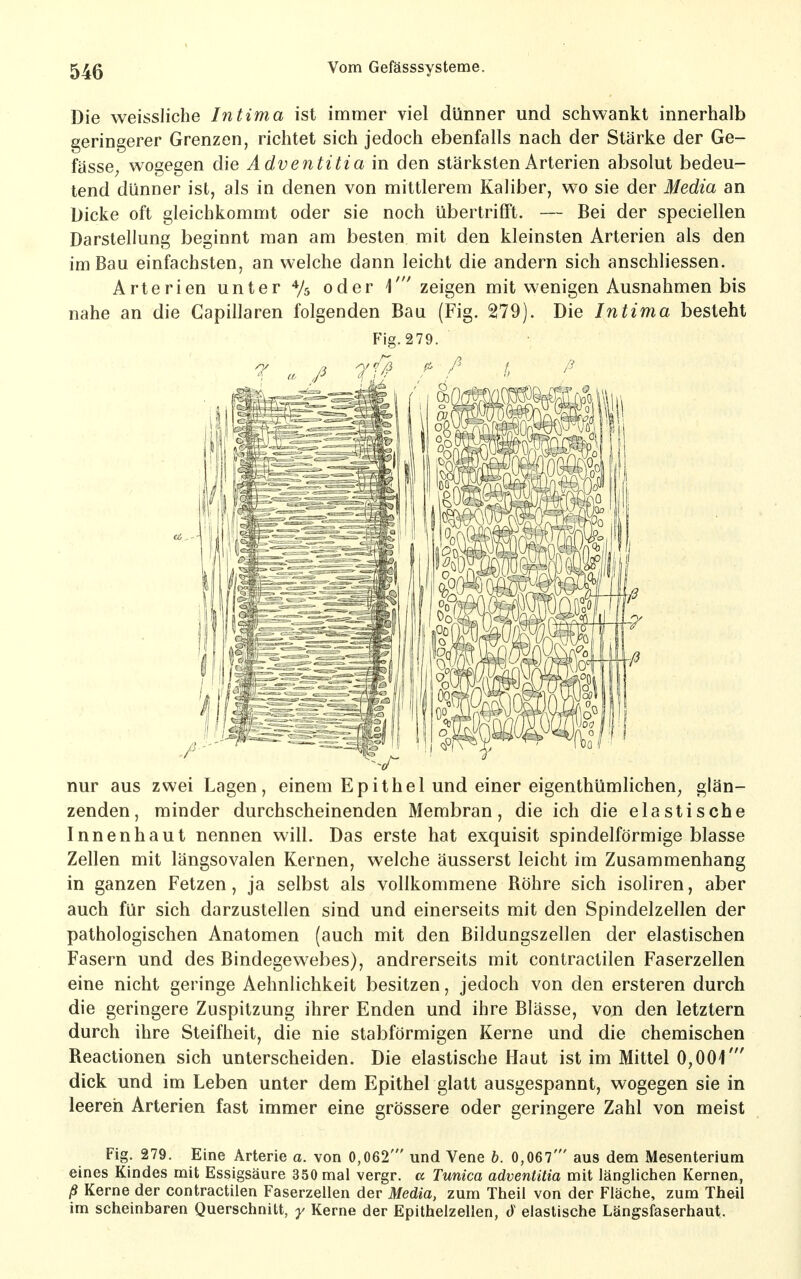 Die weissliche Intima ist immer viel dünner und schwankt innerhalb geringerer Grenzen, richtet sich jedoch ebenfalls nach der Stärke der Ge- fässe, wogegen die Adventitia in den stärksten Arterien absolut bedeu- tend dünner ist, als in denen von mittlerem Kaliber, wo sie der Media an Dicke oft gleichkommt oder sie noch übertrifft. — Bei der speciellen Darstellung beginnt man am besten mit den kleinsten Arterien als den im Bau einfachsten, an welche dann leicht die andern sich anschliessen. Arterien unter */s oder zeigen mit wenigen Ausnahmen bis nahe an die Capillaren folgenden Bau (Fig. 279). Die Intima besteht Fig. 279. nur aus zwei Lagen, einem Epithel und einer eigenthümlichen^ glän- zenden, minder durchscheinenden Membran, die ich die elastische Innenhaut nennen will. Das erste hat exquisit spindelförmige blasse Zellen mit längsovalen Kernen, welche äusserst leicht im Zusammenhang in ganzen Fetzen, ja selbst als vollkommene Röhre sich isoliren, aber auch für sich darzustellen sind und einerseits mit den Spindelzellen der pathologischen Anatomen (auch mit den Bildungszellen der elastischen Fasern und des Bindegewebes), andrerseits mit contractilen Faserzellen eine nicht geringe Aehnlichkeit besitzen, jedoch von den ersteren durch die geringere Zuspitzung ihrer Enden und ihre Blässe, von den letztern durch ihre Steifheit, die nie stabförmigen Kerne und die chemischen Reactionen sich unterscheiden. Die elastische Haut ist im Mittel 0,001' dick und im Leben unter dem Epithel glatt ausgespannt, wogegen sie in leeren Arterien fast immer eine grössere oder geringere Zahl von meist Fig. 279. Eine Arterie a. von 0,062' und Vene b. 0,067' aus dem Mesenterium eines Kindes mit Essigsäure 350 mal vergr. a Tunica adventitia mit länglichen Kernen, ß Kerne der contractilen Faserzellen der Media, zum Theil von der Fläche, zum Theil im scheinbaren Querschnitt, y Kerne der Epithelzellen, d elastische Längsfaserhaut.