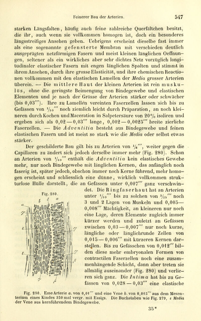 starken Längsfalten, häufig auch feine zahlreiche Querfältchen besitzt, die ihr, auch wenn sie vollkommen homogen ist, doch ein besonderes längsstreifiges Ansehen geben. Uebrigens erscheint dieselbe fast immer als eine sogenannte gefensterte Membran mit verschieden deutlich ausgeprägten netzförmigen Fasern und meist kleinen länglichen Oeffnun- gen, seltener als ein wirkliches aber sehr dichtes Netz vorzüglich longi- tudinaler elastischer Fasern mit engen länglichen Spalten und stimmt in ihrem Ansehen, durch ihre grosse Elasticität, und ihre chemischen Reactio- nen vollkommen mit den elastischen Lamellen der Media grosser Arterien überein. — Die mittlere Haut der kleinen Arterien ist rein musku- lös, ohne die geringste Beimengung von Bindegewebe und elastischen Elementen und je nach der Grösse der Arterien stärker oder schwächer (bis 0,03'). Ihre zu Lamellen vereinten Faserzellen lassen sich bis zu Gefässen von Yio' noch ziemlich leicht durch Präparation, an noch klei- neren durch Kochen undMaceration in Salpetersäure von 20% isoliren und ergeben sich als 0,02 — 0,03' lange, 0,002 — 0,0025' breite zierliche Faserzellen. — Die Adventitia besteht aus Bindegewebe und feinen elastischen Fasern und ist meist so stark wie die Media oder selbst etwas stärker. Der geschilderte Bau gilt bis zu Arterien von Yg', weiter gegen die Capillaren zu ändert sich jedoch derselbe immer mehr (Fig. 280). Schon an Arterien von ^lo enthält die Adventitia kein elastisches Gewebe mehr, nur noch Bindegewebe mit länglichen Kernen, das anfänglich noch faserig ist, später jedoch, obschon immer noch Kerne führend, mehr homo- gen erscheint und schliessHch eine dünne, wirklich vollkommen struk- turlose Hülle darstellt, die an Gefässen unter 0,007' ganz verschwin- det. Die Ring faserhaut hat an Arterien unter Vio' bis zu solchen von ^25' noch 3 und 2 Lagen von Muskeln und 0,005— 0,008' Mächtigkeit, an kleineren nur noch eine Lage, deren Elemente zugleich immer kürzer werden und zuletzt an Gefässen zwischen 0,03 — 0^007' nur noch kurze, längliche oder länglichrunde Zellen von 0^015—0,006' mit kürzeren Kernen dar- stellen. Bis zu Gefässchen von 0,012' bil- den diese mehr embryonalen Formen von ^ _ ^ contraclilen Faserzellen noch eine zusam- \IilÄlSIlflu menhängende Schicht, dann aber treten sie ff twHVii^^ M allmälig auseinander (Fig. 280) und verlie- ' ^ ffl ren sich ganz. Die Intima hat bis zu Ge- fässen von 0,028 — 0,03' eine elastische Fig. 280. Eine Arterie a. von 0,01' und eine Vene b. von 0,015' aus dem Mesen- terium eines Kindes 350 mal vergr. mit Essigs. Die Buchstaben wie Fig. 279, e Media der Vene aus kernführendem Bindegewebe. 35*