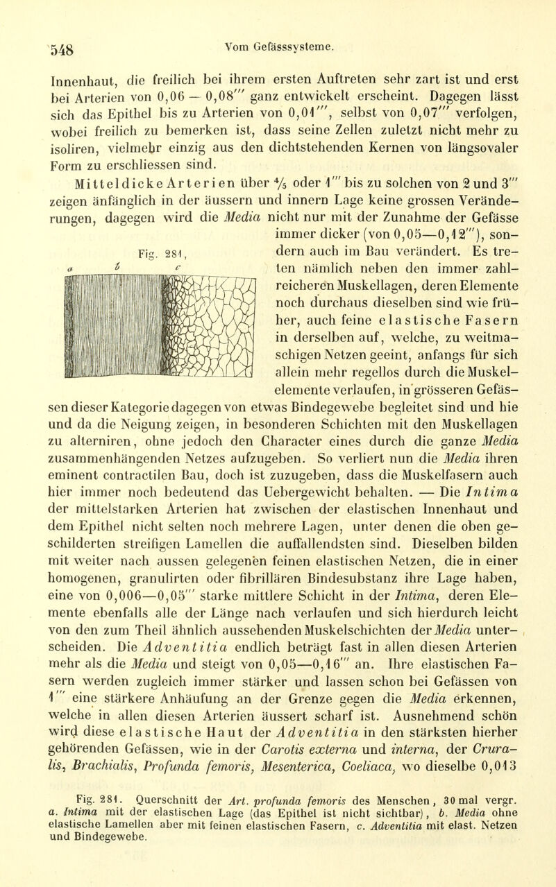 Innenhaut, die freilich bei ihrem ersten Auftreten sehr zart ist und erst bei Arterien von 0,06 — 0,08' ganz entwickelt erscheint. Dagegen lässt sich das Epithel bis zu Arterien von 0,01', selbst von 0,07' verfolgen, wobei freilich zu bemerken ist, dass seine Zellen zuletzt nicht mehr zu isoliren, vielmehr einzig aus den dichtstehenden Kernen von längsovaler Form zu erschliessen sind. Mitteldicke Arterien über Ys oder \' bis zu solchen von 2und 3' zeigen änfänghch in der äussern und Innern Lage keine grossen Verände- rungen, dagegen wird die Media nicht nur mit der Zunahme der Gefässe immer dicker (von 0,05—0,12'), son- Fig. 281, dern auch im Bau verändert. Es tre- a- ^ f_ ten nämlich neben den immer zahl- reicheren Muskellagen, deren Elemente noch durchaus dieselben sind wie frü- her, auch feine elastische Fasern in derselben auf, welche, zu weitma- schigen Netzen geeint, anfangs für sich allein mehr regellos durch die Muskel- elemente verlaufen, in'grösseren Gefäs- sen dieser Kategorie dagegen von etwas Bindegewebe begleitet sind und hie und da die Neigung zeigen, in besonderen Schichten mit den Muskellagen zu alterniren, ohne jedoch den Character eines durch die ganze Media zusammenhängenden Netzes aufzugeben. So verliert nun die Media ihren eminent contractilen Bau, doch ist zuzugeben, dass die Muskelfasern auch hier immer noch bedeutend das Uebergewicht behalten. — Die Intima der mittelstarken Arterien hat zwischen der elastischen Innenhaut und dem Epithel nicht selten noch mehrere Lagen, unter denen die oben ge- schilderten streifigen Lamellen die auffallendsten sind. Dieselben bilden mit weiter nach aussen gelegenen feinen elastischen Netzen, die in einer homogenen, granulirten oder fibrillären Bindesubstanz ihre Lage haben, eine von 0,006—0,05' starke mittlere Schicht in der Intima^ deren Ele- mente ebenfalls alle der Länge nach verlaufen und sich hierdurch leicht von den zum Theil ähnlich aussehenden Muskelschichten dier Media unter- scheiden. Die Adventitia endlich beträgt fast in allen diesen Arterien mehr als die Media und steigt von 0,05—0,16' an. Ihre elastischen Fa- sern werden zugleich immer stärker und lassen schon bei Gefässen von 1' eine stärkere Anhäufung an der Grenze gegen die Media erkennen, welche in allen diesen Arterien äussert scharf ist. Ausnehmend schön wird diese elastische Haut der Ädventitia in den stärksten hierher gehörenden Gefässen, wie in der Carotis externa und interna, der Crura- lis^ Bi'achialis, Profunda femoris, Mesenterica, Coeliaca^ wo dieselbe 0,013 Fig. 281. Querschnitt der Art. profunda femoris des Menschen, 30 mal vergr. a. Intima mit der elastischen Lage (das Epithel ist nicht sichtbar), 6. Media ohne elastische Lamellen aber mit feinen elastischen Fasern, c. Ädventitia mit elast. Netzen und Bindegewebe.