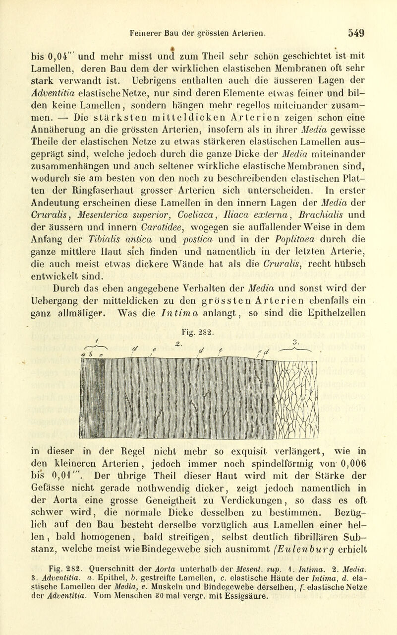 * . *. . bis 0,04' und mehr misst und zum Theil sehr schön geschichtet ist mit Lamellen, deren Bau dem der wirklichen elastischen Membranen oft sehr stark verwandt ist. Uebrigens enthalten auch die äusseren Lagen der Adventitia elastische Netze, nur sind deren Elemente etwas feiner und bil- den keine Lamellen, sondern hängen mehr regellos miteinander zusam- men. — Die stärksten mitteldicken Arterien zeigen schon eine Annäherung an die grössten Arterien, insofern als in ihrer Media gewisse Theile der elastischen Netze zu etwas stärkeren elastischen Lamellen aus- geprägt sind, welche jedoch durch die ganze Dicke der Media miteinander zusammenhängen und auch seltener wirkliche elastische Membranen sind, wodurch sie am besten von den noch zu beschreibenden elastischen Plat- ten der Ringfaserhaut grosser Arterien sich unterscheiden. In erster Andeutung erscheinen diese Lamellen in den Innern Lagen der Media der Cruralis, Mesenterica superior, Coeliaca, Iliaca externa, Brachialis und der äussern und Innern Carotidee, wogegen sie auffallender Weise in dem Anfang der Tibialis antica und postica und in der Poplitaea durch die ganze mittlere Haut sich finden und namentlich in der letzten Arterie, die auch meist etwas dickere Wände hat als die Cruralis, recht hübsch entwickelt sind. Durch das eben angegebene Verhalten der Media und sonst wird der Uebergang der mitteldicken zu den grössten Arterien ebenfalls ein ganz allmäliger. Was die Intima anlangt, so sind die Epithelzellen Fig. 282. in dieser in der Regel nicht mehr so exquisit verlängert, wie in den kleineren Arterien, jedoch immer noch spindelförmig von-0,006 bis 0,01'. Der übrige Theil dieser Haut wird mit der Stärke der Gefässe nicht gerade nothwendig dicker, zeigt jedoch namentlich in der Aorta eine grosse Geneigtheit zu Verdickungen, so dass es oft schwer wird, die normale Dicke desselben zu bestimmen. Bezüg- lich auf den Bau besteht derselbe vorzüglich aus Lamellen einer hel- len , bald homogenen, bald streifigen, selbst deutlich fibrillären Sub- stanz, welche meist wie Bindegewebe sich ausnimmt (Eulenburg erhielt Fig. 282. Querschmlt der Aorta unterhalb der Mesent. sup. ^. Intima. ^. Media. 3. Adventitia. a. Epithel, b. gestreifte Lamellen, c. elastische Häute der Intima, d. ela- stische Lamellen der Media, e. Muskeln und Bindegewebe derselben, f. elastische Netze der Adventitia. Vom Menschen 30 mal vergr. mit Essigsäure.