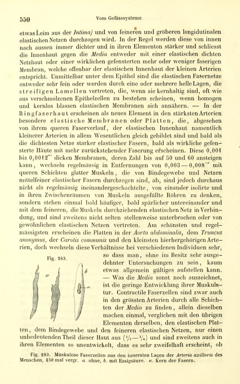etwas Leim aus der Intima) und von feineren und gröberen longidutinalen elastischen Netzen durchzogen wird. In der Regel werden diese von innen nach aussen immer dichter und in ihren Elementen stärker und schliesst die Innenhaut gegen die Media entweder mit einer elastischen dichten Netzhaut oder einer wirklichen gefensterten mehr oder weniger faserigen Membran, welche offenbar der elastischen Innenhaut der kleinen Arterien entspricht. Unmittelbar unter dem Epithel sind die elastischen Fasernetze entweder sehr fein oder werden durch eine oder mehrere helle Lagen, die streifigen Lamellen vertreten, die, wenn sie kernhaltig sind, oft wie aus verschmolzenen Epithelzellen zu bestehen scheinen, wenn homogen und kernlos blassen elastischen Membranen sich annähern. — In der Ringfaserhaut erscheinen als neues Element in den stärksten Arterien besondere elastische Membranen oder Platten, die, abgesehen von ihrem queren Faserverlauf, der elastischen Innenhaut namentlich kleinerer Arterien in allem Wesentlichen gleich gebildet sind und bald als die dichtesten Netze starker elastischer Fasern, bald als wirkliche gefen- sterte Häute mit mehr zurückstehender Faserung erscheinen. Diese 0,001 bis 0,0012' dicken Membranen, deren Zahl bis auf 50 und 60 ansteigen kann, wechseln regelmässig in Entfernungen von 0,003 — 0,008' mit queren Schichten glatter Muskeln, die von Bindegewebe und Netzen mittelfeiner elastischer Fasern durchzogen sind, ab, sind jedoch durchaus nicht als regelmässig ineinandergeschachtelte, von einander isolirte und in ihren Zwischenräumen von Muskeln ausgefüllte Röhren zu denken, sondern stehen einmal bald häufiger, bald spärlicher untereinander und mit dem feineren, die Muskeln durchziehenden elastischen Netz in Verbin- dung, und sind zweitens nicht selten stellenweise unterbrochen oder von gewöhnlichen elastischen Netzen vertreten. Am schönsten und regel- mässigsten erscheinen die Platten in der Aorta abdominalis, dem Truncus anonymus, der Carotis communis und den kleinsten hierhergehörigen Arte- rien, doch wechseln diese Verhältnisse bei verschiedenen Individuen sehr, so dass man, ohne im Besitz sehr ausge- Fig. 283. ' ^ dehnter Untersuchungen zu sem, kaum etwas allgemein gültiges aufstellen kann. — Was die Media sonst noch auszeichnet, ist die geringe Entwicklung ihrer Muskula- tur. Contractile Faserzellen sind zwar auch in den grössten Arterien durch alle Schich- ten der Media zu finden, allein dieselben machen einmal, verglichen mit den übrigen Elementen derselben, den elastischen Plat- ten , dem Bindegewebe und den feineren elastischen Netzen, nur einen unbedeutendenTheil dieser Haut aus (Ys — V4) und sind zweitens auch in ihren Elementen so unentwickelt, dass es sehr zweifelhaft erscheint, ob Fig. 283, Muskulöse Faserzellen aus den innersten Lagen der Arteria axillaris des Menschen, 350 mal vergr. a. otine, b. mit Essigsäure. «. Kern der Fasern.