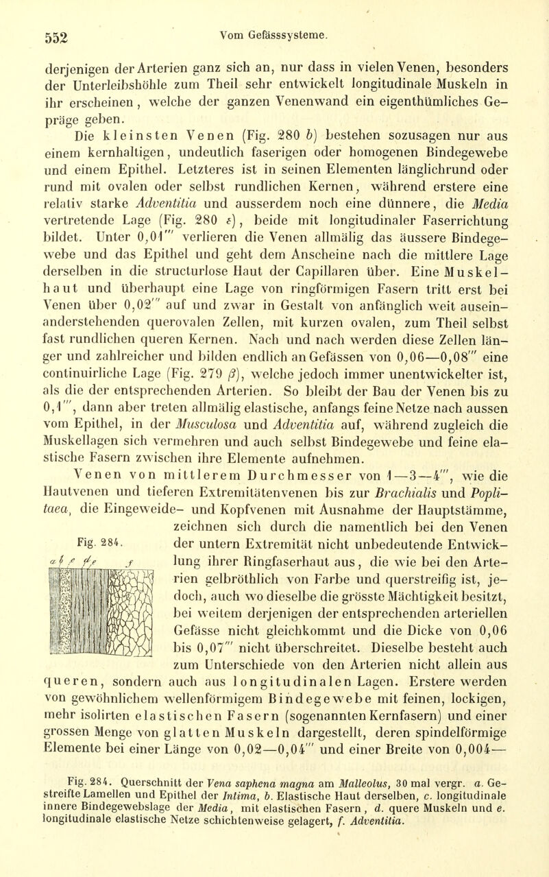 derjenigen der Arterien ganz sich an, nur dass in vielen Venen, besonders der Unterleibshöhle zum Theil sehr entwickelt longitudinale Muskeln in ihr erscheinen , welche der ganzen Venenwand ein eigenthümliches Ge- präge geben. Die kleinsten Venen (Fig. 280 h) bestehen sozusagen nur aus einem kernhaltigen, undeutlich faserigen oder homogenen Bindegewebe und einem Epithel. Letzteres ist in seinen Elementen länglichrund oder rund mit ovalen oder selbst rundlichen Kernen^ während erstere eine relativ starke Adventitia und ausserdem noch eine dünnere, die Media vertretende Lage (Fig. 280 , beide mit longitudinaler Faserrichtung bildet. Unter 0^01' verlieren die Venen allmälig das äussere Bindege- webe und das Epithel und geht dem Anscheine nach die mittlere Lage derselben in die structurlose Haut der Capillaren über. Eine Muskel- haut und überhaupt eine Lage von ringförmigen Fasern tritt erst bei Venen über 0,02' auf und zwar in Gestalt von anfänglich weit ausein- anderstehenden querovalen Zellen, mit kurzen ovalen, zum Theil selbst fast rundHchen queren Kernen. Nach und nach werden diese Zellen län- ger und zahlreicher und bilden endlich anGefässen von 0,06—0,08' eine continuirliche Lage (Fig. 279 /?), welche jedoch immer unentwickelter ist, als die der entsprechenden Arterien. So bleibt der Bau der Venen bis zu 0,1', dann aber treten allmälig elastische, anfangs feine Netze nach aussen vom Epithel, in der Musculosa und Adventitia auf, während zugleich die Muskellagen sich vermehren und auch selbst Bindegewebe und feine ela- stische Fasern zwischen ihre Elemente aufnehmen. Venen von mittlerem Durchmesser von i—3—4', wie die Hautvenen und tieferen Extremitätenvenen bis zur Brachialis und Popli- taea^ die Eingeweide- und Kopfvenen mit Ausnahme der Hauptstämme, zeichnen sich durch die namentlich bei den Venen Fig 284. der untern Extremität nicht unbedeutende Entwick- ^ *■ lung ihrer Ringfaserhaut aus, die wie bei den Arte- rien gelbröthlich von Farbe und querstreifig ist, je- doch, auch wo dieselbe die grösste Mächtigkeit besitzt, bei weitem derjenigen der entsprechenden arteriellen Gefässe nicht gleichkommt und die Dicke von 0,06 bis 0,07' nicht überschreitet. Dieselbe besteht auch zum Unterschiede von den Arterien nicht allein aus queren, sondern auch aus longitudinalen Lagen. Erstere werden von gewöhnlichem wellenförmigem Bindegewebe mit feinen, lockigen, mehr isolirten elastischen Fasern (sogenanntenKernfasern) und einer grossen Menge von glatten Muskeln dargestellt, deren spindelförmige Elemente bei einer Länge von 0,02—0,04' und einer Breite von 0,004— Fig. 284. Querschnitt der Vena saphena magna am Malleolus, 30 mal vergr. a. Ge- streifte Lamellen und Epithel der Intima, b. Elastische Haut derselben, c. longitudinale innere Bindegewebslage der Media, mit elastischen Fasern, d. quere Muskeln und e. longitudinale elastische Netze schichtenweise gelagert, f. Adventitia.