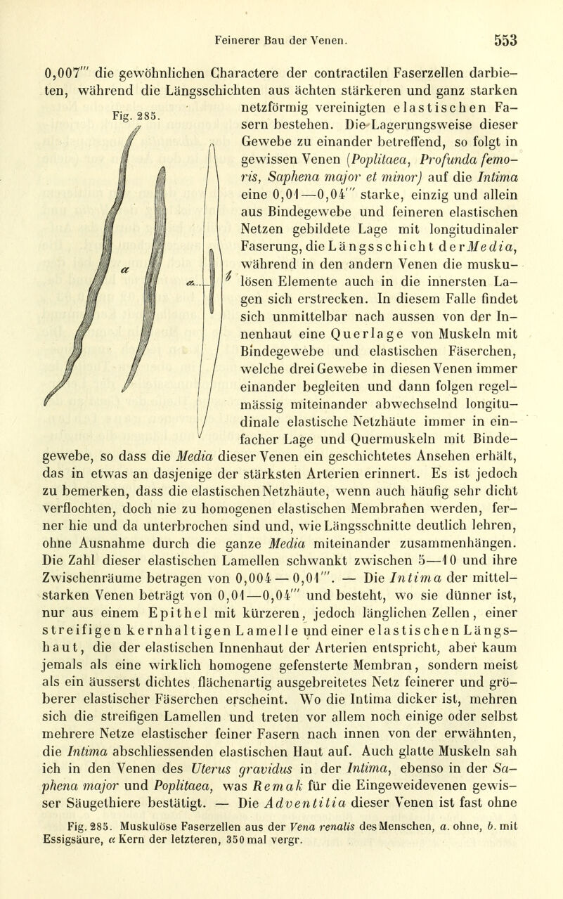 0,007' die gewöhnlichen Charactere der contractilen Faserzellen darbie- ten, während die Längsschichten aus ächten stärkeren und ganz starken ^. netzförmig vereinigten elastischen Fa- - ' Sern bestehen. Die Lagerungsweise dieser Gewebe zu einander betreffend, so folgt in gewissen Venen [Poplüaea, Profunda femo- ris, Saphena major et minor) auf die Intima eine 0,01—0,04' starke, einzig und allein aus Bindegewebe und feineren elastischen Netzen gebildete Lage mit longitudinaler Faserung, die Längsschicht deri^erf^a, während in den andern Venen die musku- lösen Elemente auch in die innersten La- gen sich erstrecken. In diesem Falle findet sich unmittelbar nach aussen von der In- nenhaut eine Querlage von Muskeln mit Bindegewebe und elastischen Fäserchen, welche drei Gewebe in diesen Venen immer einander begleiten und dann folgen regel- mässig miteinander abwechselnd longitu- dinale elastische Netzhäute immer in ein- facher Lage und Quermuskeln mit Binde- gewebe, so dass die Media dieser Venen ein geschichtetes Ansehen erhält, das in etwas an dasjenige der stärksten Arterien erinnert. Es ist jedoch zu bemerken, dass die elastischen Netzhäute, wenn auch häufig sehr dicht verflochten, doch nie zu homogenen elastischen Membrafien werden, fer- ner hie und da unterbrochen sind und, wie Längsschnitte deutlich lehren, ohne Ausnahme durch die ganze Media miteinander zusammenhängen. Die Zahl dieser elastischen Lamellen schwankt zwischen 5—10 und ihre Zwischenräume betragen von 0,004 — 0,01'. — Die Intima der mittel- starken Venen beträgt von 0,01—0,04' und besteht, wo sie dünner ist, nur aus einem Epithel mit kürzeren, jedoch länglichen Zellen, einer streifigen kernhaltigen Lamelle und einer elastischen Längs- haut, die der elastischen Innenhaut der Arterien entspricht^ aber kaum jemals als eine wirklich homogene gefensterte Membran, sondern meist als ein äusserst dichtes flächenartig ausgebreitetes Netz feinerer und grö- berer elastischer Fäserchen erscheint. Wo die Intima dicker ist, mehren sich die streifigen Lamellen und treten vor allem noch einige oder selbst mehrere Netze elastischer feiner Fasern nach innen von der erwähnten, die Intima abschliessenden elastischen Haut auf. Auch glatte Muskeln sah ich in den Venen des Uterus gravidus in der Intima^ ebenso in der Sa- phena major und Poplitaea, was Rem ah für die Eingeweide venen gewis- ser Säugethiere bestätigt. — Die Adventitia dieser Venen ist fast ohne Fig. 285. Muskulöse Faserzellen aus der Vena renalis des Menschen, a. ohne, b. mit Essigsäure, «Kern der letzteren, 350mal vergr.