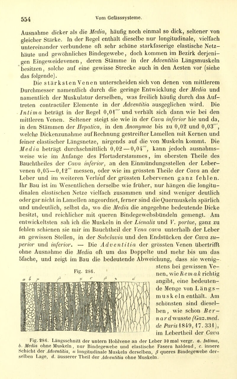 Ausnahme dicker als die Media^ häufig noch einmal so dick, seltener von gleicher Stärke. In der Regel enthält dieselbe nur longitudinale, vielfach untereinander verbundene oft sehr schöne starkfaserige elastische Netz- häute und gewöhnliches Bindegewebe, doch kommen im Bezirk derjeni- gen Eingeweidevenen, deren Stämme in der Adventitia Längsmuskeln besitzen, solche auf eine gewisse Strecke auch in den Aesten vor (siehe das folgende). Die stärkstenVenen unterscheiden sich von denen von mittlerem Durchmesser namentlich durch die geringe Entwicklung der Media und namentlich der Muskulatur derselben, was freilich häufig durch das Auf- treten contractiler Elemente in der Adventitia ausgeglichen wird. Die Intima beträgt in der Regel 0,01' und verhält sich dann wie bei den mittleren Venen. Seltener steigt sie wie in der Cava infeiHor hie und da, in den Stämmen der Hepatica, in den Anonymae bis zu 0,02 und 0,03', welch.e Dickenzunahme auf Rechnung gestreifter Lamellen mit Kernen und feiner elastischer Längsnetze, nirgends auf die von Muskeln kommt. Die Media beträgt durchschnittlich 0,02 — 0,04', kann jedoch ausnahms- weise wie im Anfange des Pfortaderstammes, im obersten Theile des Bauchtheiles der Cava inferior, an den Einmündungsstellen der Leber- venen 0,05—0,12' messen, oder wie im grössten Theile der Cava an der Leber und im weiteren Verlauf der grössten Lebervenen ganz fehlen. Ihr Bau ist im Wesentlichen derselbe wie früher, nur hängen die longitu- dinalen elastischen Netze vielfach zusammen und sind weniger deutlich oder gar nicht in Lamellen angeordnet, ferner sind die Quermuskeln spärlich und undeutlich, selbst da, wo die Media die angegebne bedeutende Dicke besitzt, und reichlicher mit queren Bindegewebsbündeln gemengt. Am entwickeltsten sah ich die Muskeln in der Lienalis und V. portae, ganz zu fehlen schienen sie mir im Bauchtheil der Vena cava unterhalb der Leber an gewissen Stellen, in der Subclavia und den Endstücken der Cava su- perior und inferior, — Die Adventitia der grössten Venen übertrifft ohne Ausnahme die Media oft um das Doppelte und mehr bis um das öfache, und zeigt im Bau die bedeutende Abweichung, dass sie wenig- stens bei gewissen Ve- nen, wie Remak richtig angibt, eine bedeuten- de Menge von Längs- m u s k e 1 n enthält. Am schönsten sind diesel- ben, wie schon Ber- nard wusste (Gaz. med. de Pans1849,17.331), im Lebertheil der Cava Fig. 286. Längsschnitt der untern Hohlvene an der Leber 30 mal vergr. a. Intima, b. Media ohne Muskeln, nur Bindegewebe und elastische Fasern haldend, c. innere Schicht der Adventitia, « longitudinale Muskeln derselben, ß queres Bindegewebe der- selben Lage, d. äusserer Theil der Adventitia ohne Muskeln.