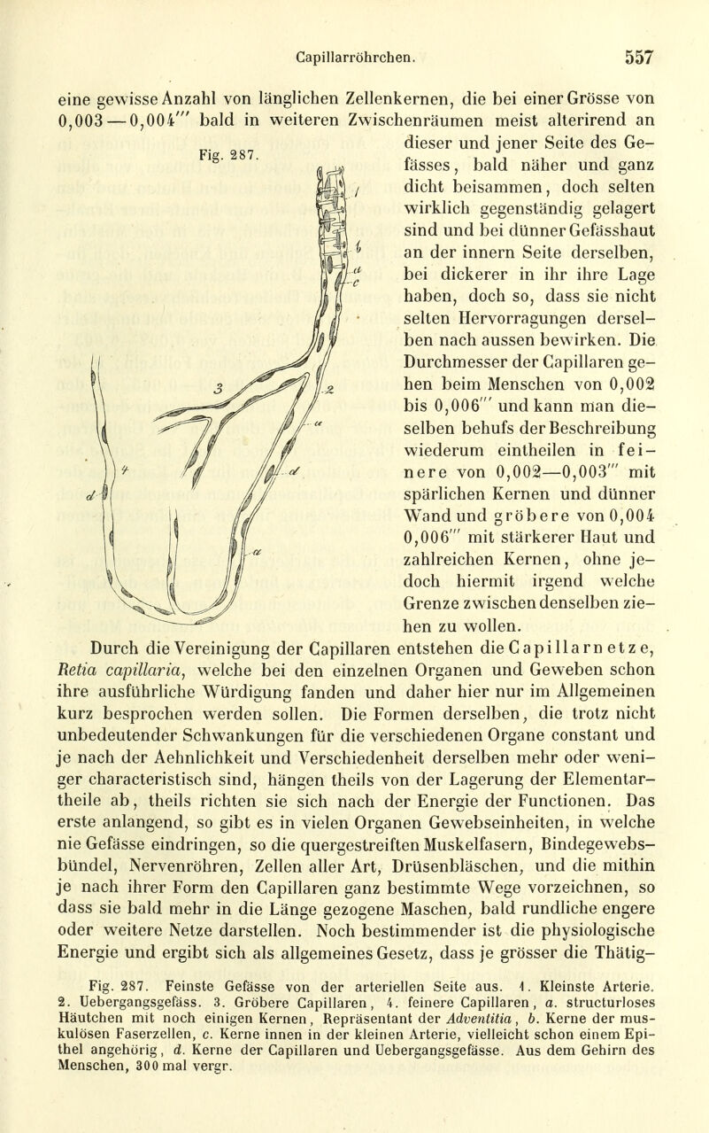 Fig. 287. eine gewisse Anzahl von länglichen Zellenkernen, die bei einer Grösse von 0,003 — 0,004' bald in weiteren Zwischenräumen meist alterirend an dieser und jener Seite des Ge- fässes, bald näher und ganz dicht beisammen, doch selten wirklich gegenständig gelagert sind und bei dünner Gefässhaut an der innern Seite derselben, bei dickerer in ihr ihre Lage haben, doch so, dass sie nicht selten Hervorragungen dersel- ben nach aussen bewirken. Die Durchmesser der Capillaren ge- hen beim Menschen von 0,002 bis 0,006' und kann man die- selben behufs der Beschreibung wiederum eintheilen in fei- nere von 0,002—0,003' mit spärlichen Kernen und dünner Wand und gröbere von 0,004 0,006' mit stärkerer Haut und zahlreichen Kernen, ohne je- doch hiermit irgend welche Grenze zwischen denselben zie- hen zu wollen. Durch die Vereinigung der Capillaren entstehen die Capillarn etz e, Retia capülaria, welche bei den einzelnen Organen und Geweben schon ihre ausführliche Würdigung fanden und daher hier nur im Allgemeinen kurz besprochen werden sollen. Die Formen derselben^ die trotz nicht unbedeutender Schwankungen für die verschiedenen Organe constant und je nach der Aehnlichkeit und Verschiedenheit derselben mehr oder weni- ger characteristisch sind, hängen theils von der Lagerung der Elementar- theile ab, theils richten sie sich nach der Energie der Functionen. Das erste anlangend, so gibt es in vielen Organen Gewebseinheiten, in welche nieGefässe eindringen, so die quergestreiften Muskelfasern, Bindegewebs- bündel, Nervenröhren, Zellen aller Art, Drüsenbläschen, und die mithin je nach ihrer Form den Capillaren ganz bestimmte Wege vorzeichnen, so dass sie bald mehr in die Länge gezogene Maschen^ bald rundliche engere oder weitere Netze darstellen. Noch bestimmender ist die physiologische Energie und ergibt sich als allgemeines Gesetz, dass je grösser die Thätig- Fig. 287. Feinste Gefässe von der arteriellen Seite aus. 1. Kleinste Arterie, 2. Uebergangsgefäss. 3. Gröbere Capillaren, 4. feinere Capillaren, a. structurloses Häutchen mit noch einigen Kernen, Repräsentant der ^d^;ew^^■^^a, b. Kerne der mus- kulösen Faserzellen, c. Kerne innen in der kleinen Arterie, vielleicht schon einem Epi- thel angehörig, d. Kerne der Capillaren und Uebergangsgefässe. Aus dem Gehirn des Menschen, 300 mal vergr.