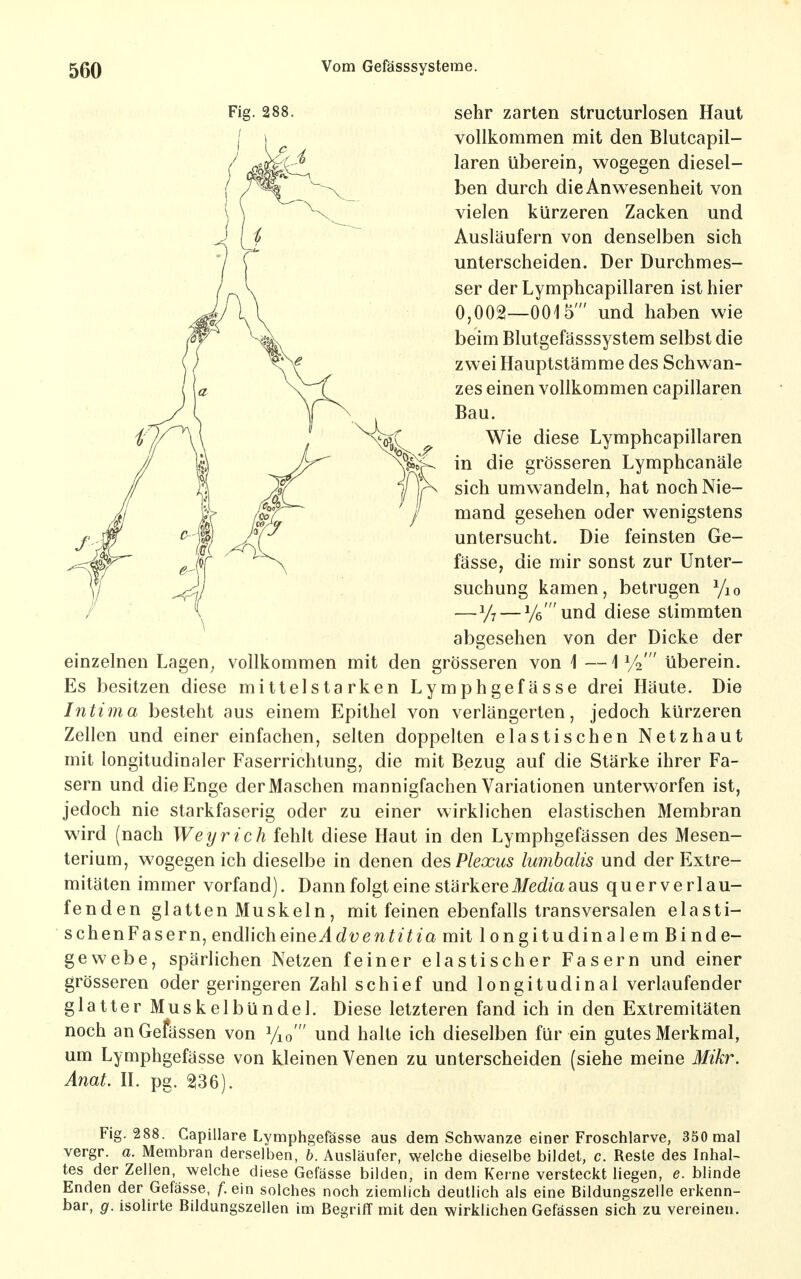Fig. 288. sehr zarten structurlosen Haut vollkommen mit den Blutcapil- laren überein, wogegen diesel- ben durch die Anwesenheit von vielen kürzeren Zacken und Ausläufern von denselben sich unterscheiden. Der Durchmes- ser der Lymphcapillaren ist hier 0,002—0015' und haben wie beim Blutgefässsystem selbst die zwei Hauptstämme des Schwan- zes einen vollkommen capillaren Bau. Wie diese Lymphcapillaren in die grösseren Lymphcanäle sich umwandeln, hat noch Nie- mand gesehen oder wenigstens untersucht. Die feinsten Ge- fässe, die mir sonst zur Unter- suchung kamen, betrugen Yio —V; — V6'und diese stimmten abgesehen von der Dicke der einzelnen Lagen^ vollkommen mit den grösseren von 1 —1/4' überein. Es besitzen diese mittelstarken Lymphgefässe drei Häute. Die Intima besteht aus einem Epithel von verlängerten, jedoch kürzeren Zellen und einer einfachen, selten doppelten elastischen Netzhaut mit longitudinaler Faserrichtung, die mit Bezug auf die Stärke ihrer Fa- sern und die Enge der Maschen mannigfachen Variationen unterworfen ist, jedoch nie starkfaserig oder zu einer wirklichen elastischen Membran wird (nach Wey rieh fehlt diese Haut in den Lymphgefässen des Mesen- terium, wogegen ich dieselbe in denen des Plexus lumbalis und der Extre- mitäten immer vorfand). Dann folgt eine stärkere i/ed/a aus querverlau- fenden glatten Muskeln, mit feinen ebenfalls transversalen elasti- schenFasern, endWcheineAdventitia mit longitudinalem Binde- gewebe, spärlichen Netzen feiner elastischer Fasern und einer grösseren oder geringeren Zahl schief und longitudinal verlaufender glatter Muskelbündel. Diese letzteren fand ich in den Extremitäten noch anGefässen von Yio' und halte ich dieselben für ein gutes Merkmal, um Lymphgefässe von kleinen Venen zu unterscheiden (siehe meine Mikr. Anat. II. pg. 236). Fig. 288. Capillare Lymphgefässe aus dem Schwänze einer Froschlarve, 350 mal vergr. a. Membran derselben, 6. Ausläufer, welche dieselbe bildet, c. Reste des Inhal- tes der Zellen, welche diese Gefässe bilden, in dem Kerne versteckt liegen, e. blinde Enden der Gefässe, f. ein solches noch ziemlich deutlich als eine Bildungszelle erkenn- bar, g. isolirte Bildungszellen im Begriff mit den wirklichen Gefässen sich zu vereinen.