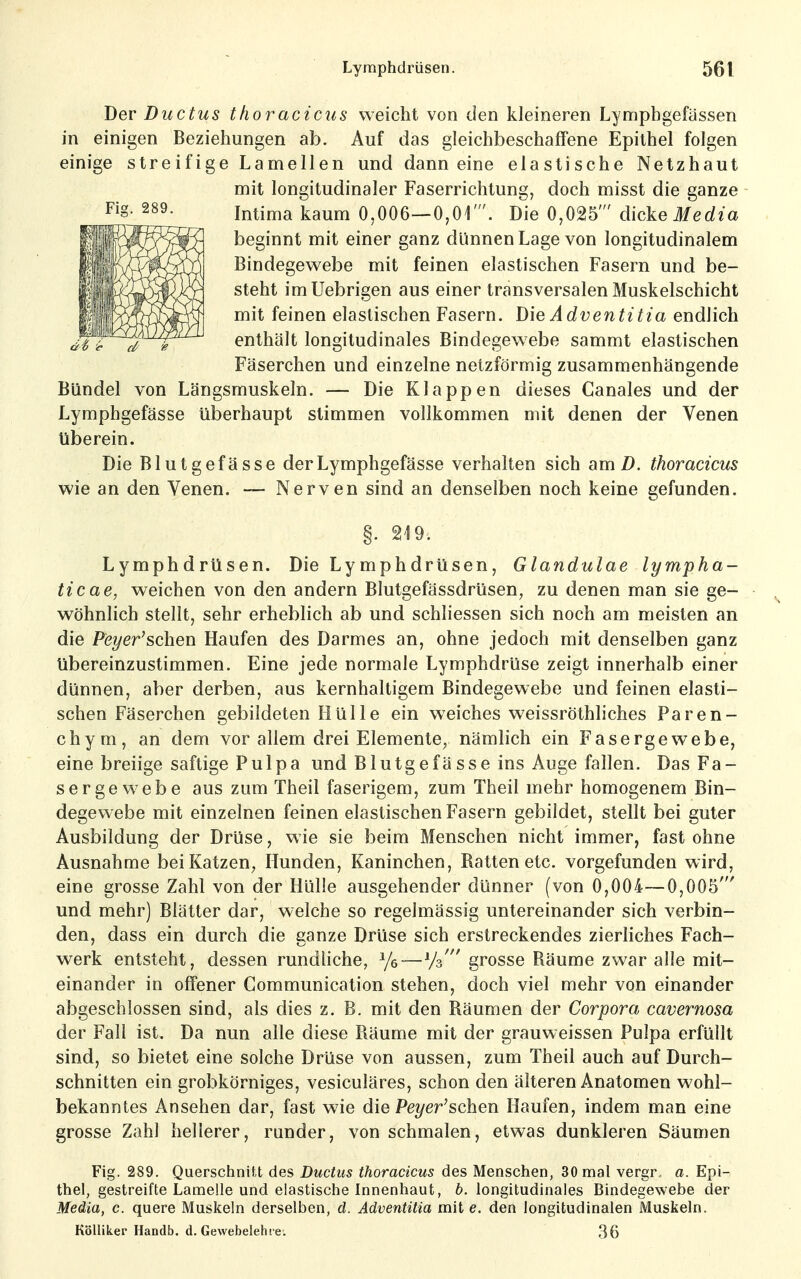 Der Ductus thoracicus weicht von den kleineren Lymphgefassen in einigen Beziehungen ab. Auf das gleichbeschaffene Epithel folgen einige streifige Lamellen und dann eine elastische Netzhaut mit longitudinaler Faserrichtung, doch misst die ganze Intima kaum 0,006—0,01'. Die 0,025' dicke Media beginnt mit einer ganz dünnen Lage von longitudinalem Bindegewebe mit feinen elastischen Fasern und be- steht imUebrigen aus einer transversalen Muskelschicht mit feinen elastischen Fasern. Die Adventitia endlich enthält longitudinales Bindegewebe sammt elastischen Fäserchen und einzelne netzförmig zusammenhängende Bündel von Längsmuskeln. — Die Klappen dieses Canales und der Lymphgefässe überhaupt stimmen vollkommen mit denen der Venen tiberein. Die Blutgefässe der Lymphgefässe verhalten sich am Z). thoracicus wie an den Venen. — Nerven sind an denselben noch keine gefunden. §. 219. Lymphdrüsen. Die Lymphdrüsen, Glandulae lympha- ticae, weichen von den andern Blutgefässdrüsen, zu denen man sie ge- wöhnlich stellt, sehr erheblich ab und schliessen sich noch am meisten an die Peyer^sohen Haufen des Darmes an, ohne jedoch mit denselben ganz übereinzustimmen. Eine jede normale Lymphdrüse zeigt innerhalb einer dünnen, aber derben, aus kernhaltigem Bindegewebe und feinen elasti- schen Fäserchen gebildeten Hülle ein weiches weissröthliches Paren- chym, an dem vor allem drei Elemente^ nämlich ein Fasergewebe, eine breiige saftige Pulpa und Blutgefässe ins Auge fallen. Das Fa- sergewebe aus zum Theil faserigem, zum Theil mehr homogenem Bin- degewebe mit einzelnen feinen elastischen Fasern gebildet, stellt bei guter Ausbildung der Drüse, wie sie beim Menschen nicht immer, fast ohne Ausnahme bei Katzen, Hunden, Kaninchen, Ratten etc. vorgefunden wird, eine grosse Zahl von der Hülle ausgehender dünner (von 0,004—0,005' und mehr) Blätter dar, welche so regelmässig untereinander sich verbin- den, dass ein durch die ganze Drüse sich erstreckendes zierliches Fach- werk entsteht, dessen rundliche, ye—Vs' grosse Räume zwar alle mit- einander in offener Communication stehen, doch viel mehr von einander abgeschlossen sind, als dies z. B, mit den Räumen der Corpora cavernosa der Fall ist. Da nun alle diese Räume mit der grauweissen Pulpa erfüllt sind, so bietet eine solche Drüse von aussen, zum Theil auch auf Durch- schnitten ein grobkörniges, vesiculäres, schon den älteren Anatomen wohl- bekanntes Ansehen dar, fast wie die Pe?/er'schen Haufen, indem man eine grosse Zahl hellerer, runder, von schmalen, etwas dunkleren Säumen Fig. 289. QuerschniU des Ductus thoracicus des Menschen, 30 mal vergr, a. Epi- thel, gestreifte Lamelle und elastische Innenhaut, b. longitudinales Bindegewebe der Media, c. quere Muskeln derselben, d. Adventitia mit e. den longitudinalen Muskeln. Kölliker Handb. d. Gewebelehre. 36