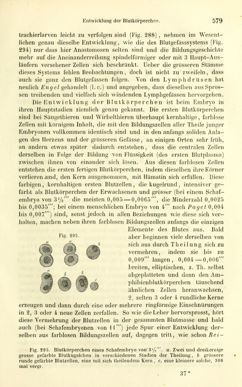 Irachierlarven leicht zu verfolgen sind (Fig. 288) , nehmen im Wesent- lichen genau dieselbe Entwicklung, wie die des Blutgefässsystems (Fig. 294) nur dass hier Anastomosen selten sind und die ßildungsgeschichte mehr auf die Aneinanderreihung spindelförmiger oder mit 3 Haupt-Aus- läufern versehener Zellen sich beschränkt. Ueber die grösseren Stämme dieses Systems fehlen Beobachtungen, doch ist nicht zu zweifeln, dass auch sie ganz den Blutgefässen folgen. Von den Lymphdrüsen hat neulich Engel gehandelt (I.e.) und angegeben, dass dieselben aus Spros- sen treibenden und vielfach sich windenden Lymphgefässen hervorgehen. Die Entwicklung der Blutkörperchen ist beim Embryo in ihren Hauptstadien ziemlich genau gekannt. Die ersten Blutkörperchen sind bei Säugetbieren und Wirbelthieren überhaupt kernhaltige, farblose Zellen mit körnigem Inhalt, die mit den Bildungszellen aller Theile junger Embryonen vollkommen identisch sind und in den anfangs soliden Anla- gen des Herzens und der grösseren Gefässe, an einigen Orten sehr früh, an andern etwas später dadurch entstehen, dass die centralen Zellen derselben in Folge der Bildung von Flüssigkeit (des ersten Blutplasma) zwischen ihnen von einander sich lösen. Aus diesen farblosen Zellen entstehen die ersten fertigen Blutkörperchen, indem dieselben ihre Körner verlieren .und, den Kern ausgenommen, mit Hämatin sich erfüllen. Diese farbigen, kernhaltigen ersten Blutzellen, die kugelrund, intensiver ge- färbt als Blutkörperchen der Erwachsenen und grösser (bei einem Schaf- embryo von 31/2' die meisten 0,005 — 0,0065', die Minderzahl 0,0025 bis 0,0035'; bei einem menschlichen Embryo von 4' nach Paget 0,004 bis 0,007') sind, sonst jedoch in allen Beziehungen wie diese sich ver- halten, machen neben ihren farblosen Bildungszellen anfangs die einzigen erzeugen und dann durch eine oder mehrere ringförmige Einschnürungen in 2, 3 oder 4 neue Zellen zerfallen. So wie die Leber hervorsprosst, hört diese Vermehrung der Blutzellen in der gesammten Blutmasse und bald auch (bei Schafembryonen von \ \') jede Spur einer Entwicklung der- selben aus farblosen Bildungszellen auf^ dagegen tritt, wie schon Rei~ Fig. 295. Blutkörperchen eines Schafembryo von'Si/;'. a. Zwei und dreikernige grosse gefärbte Blutkügelchen in verschiedenen Stadien der Theilung, h grössere « runde gefärbte Blutzellen, eine mit sich theilendem Kern, c. eine kleinere solche, 300 mal vergr. Fig. 295. Elemente des Blutes aus. Bald aber beginnen viele derselben von sich aus durch Theilung sich zu vermehren, indem sie bis zu 0,009' langen, 0,004 — 0,006' breiten, elliptischen, z. Th. selbst abgeplatteten und dann den Am- phibienblutkörperchen täuschend ähnlichen Zellen heranwachsen, 2. selten 3 oder 4 rundliche Kerne 37*