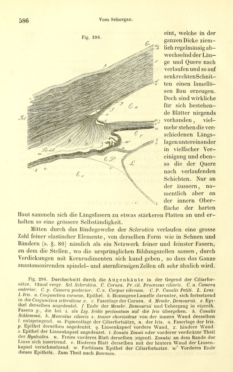 eint, welche in der ganzen Dicke ziem- .^-6 lieh regelmässig ab- wechselnd der Län- ge und Quere nach verlaufen und so auf senkrechtenSchnit- ^ ten einen lamellö- sen Bau erzeugen. Doch sind wirkliche für sich bestehen- de Blätter nirgends 7' 7 vorhanden , viel- 0 n mehr stehen die vert schiedenen Längs- t lagen untereinander in vielfacher Ver- einigung und eben- so die der Quere nach verlaufenden Schichten. Nur an der äussern, na- mentlich aber an ^ der Innern Ober- fläche der harten Haut sammeln sich die Längsfasern zu etwas stärkeren Platten an und er- halten so eine grössere Selbständigkeit. Mitten durch das Bindegewebe der Sclerotica verlaufen eine grosse Zahl feiner elastischer Elemente, von derselben Form wie in Sehnen und Bändern (s. §. 80) nämlich als ein Netzwerk feiner und feinster Fasernj an dem die Stellen, wo die ursprünglichen Bildungszellen sassen , durch Verdickungen mit Kernrudimenten sich kund geben, so dass das Ganze anastomosirenden Spindel-und sternförmigen Zellen oft sehr ähnhch wird. Fig. 296. Durchschnitt durch die A u g e n h ä u t e in der Gegend der Ciliarfor- sätze. ISmalvergr. Sei. Sclerotica. C.Cornea. Pr.cü. Processus ciliaris. Ca. Camera anterior. C.p. Camera posterior. C.v. Corpus vitreum. C.P. Canalis Petiti. L. Lens. I.Iris, a. Conjunctiva corneae, Epithel, h. Homogene Lamelle darunter, sich fortsetzend in dieConjunctiva scleroticae X. c, Faserlage der Cornea, d. Memhr. Demoursii. e. Epi- thel derselben angedeutet, f. Ende der Memhr. Demoursii und Uebergang in eigenth. Fasern g., die bei i. als Lig. Iridis pectinatum auf die Iris übergehen, h. Canalis Schlemmii. k. Musculus ciliaris s. tensor chorioideae von der innern Wand desselben l. entspringend, m. Pigmentlage der Ciliarfortsätze, n. der Iris. o. Faserlage der Iris. p. Epithel derselben angedeutet, g. Linsenkapsel vordere Wand, z. hindere Wand. s. Epithel der Linsenkapsel angedeutet, t. Zonula Zinnii oder vorderer verdickter Theil der Hyaloidea. u. Freies vorderes Blatt derselben (eigentl. Zonula) an dem Rande der Linse sich inserirend. v. Hinteres Blatt derselben mit der hintern Wand der Linsen- kapsel verschmelzend, w. Farbloses Epithel der Ciliarfortsätze. w' Vorderes Ende dieses Epithels. Zum Theil nach Bowman.