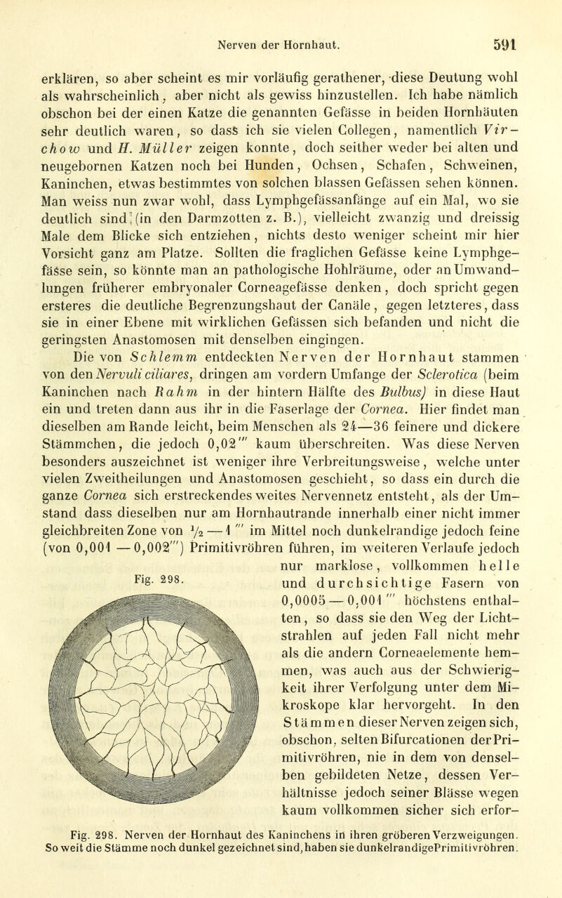 erklären, so aber scheint es mir vorläufig geralhener, diese Deutung wohl als wahrscheinlich, aber nicht als gewiss hinzustellen. Ich habe nämlich obschon bei der einen Katze die genannten Gefässe in beiden Hornhäuten sehr deutlich waren, so dass ich sie vielen Collegen, namentlich Vir- chow und H. Müller zeigen konnte, doch seither weder bei alten und neugebornen Katzen noch bei Hunden, Ochsen, Schafen, Schweinen, Kaninchen, etwas bestimmtes von solchen blassen Gefässen sehen können. Man weiss nun zwar wohl, dass Lymphgefässanfänge auf ein Mal, wo sie deutlich sind'(in den Darmzotten z. B.), vielleicht zwanzig und dreissig Male dem Blicke sich entziehen, nichts desto weniger scheint mir hier Vorsicht ganz am Platze. Sollten die fraglichen Gefässe keine Lymphge- fäSse sein, so könnte man an pathologische Hohlräume, oder an Umwand- lungen früherer embryonaler Corneagefässe denken, doch spricht gegen ersteres die deutliche Begrenzungshaut der Canäle , gegen letzteres, dass sie in einer Ebene mit wirklichen Gefässen sich befanden und nicht die geringsten Anastomosen mit denselben eingingen. Die von Schlemm entdeckten Nerven der Hornhaut stammen von den Nervuli ciliares, dringen am vordem Umfange der Sclerotica (beim Kaninchen nach Rahm in der hintern Hälfte des Bulbus) in diese Haut ein und treten dann aus ihr in die Faserlage der Cornea. Hier findet man dieselben am Rande leicht, beim Menschen als 24—36 feinere und dickere Stämmchen, die jedoch 0,02' kaum überschreiten. Was diese Nerven besonders auszeichnet ist weniger ihre Verbreitungsweise, welche unter vielen Zweitheilungen und Anastomosen geschieht, so dass ein durch die ganze Cornea sich erstreckendes weites Nervennetz entsteht, als der Um- stand dass dieselben nur am Hornhautrande innerhalb einer nicht immer gleichbreiten Zone von ^2 — 1  im Mittel noch dunkelrandige jedoch feine (von 0,001 —0,002 ') Primitivröhren führen, im weiteren Verlaufe jedoch nur markiose, vollkommen helle und durchsichtige Fasern von 0,0005 — 0,001 ' höchstens enthal- ten , so dass sie den Weg der Licht- strahlen auf jeden Fall nicht mehr als die andern Corneaelemente hem- men, was auch aus der Schwierig- keit ihrer Verfolgung unter dem Mi- kroskope klar hervorgeht. In den Stämmen dieser Nerven zeigen sich, obschon, selten Bifurcationen der Pri- mitivröhren, nie in dem von densel- ben gebildeten Netze, dessen Ver- hältnisse jedoch seiner Blässe wegen kaum vollkommen sicher sich erfor- Fig. 298, Nerven der Hornhaut des Kaninchens in ihren gröberen Verzweigungen. So weit die Stämme noch dunkel gezeichnet sind, haben sie dunkelrandigePrimitivrÖhren.