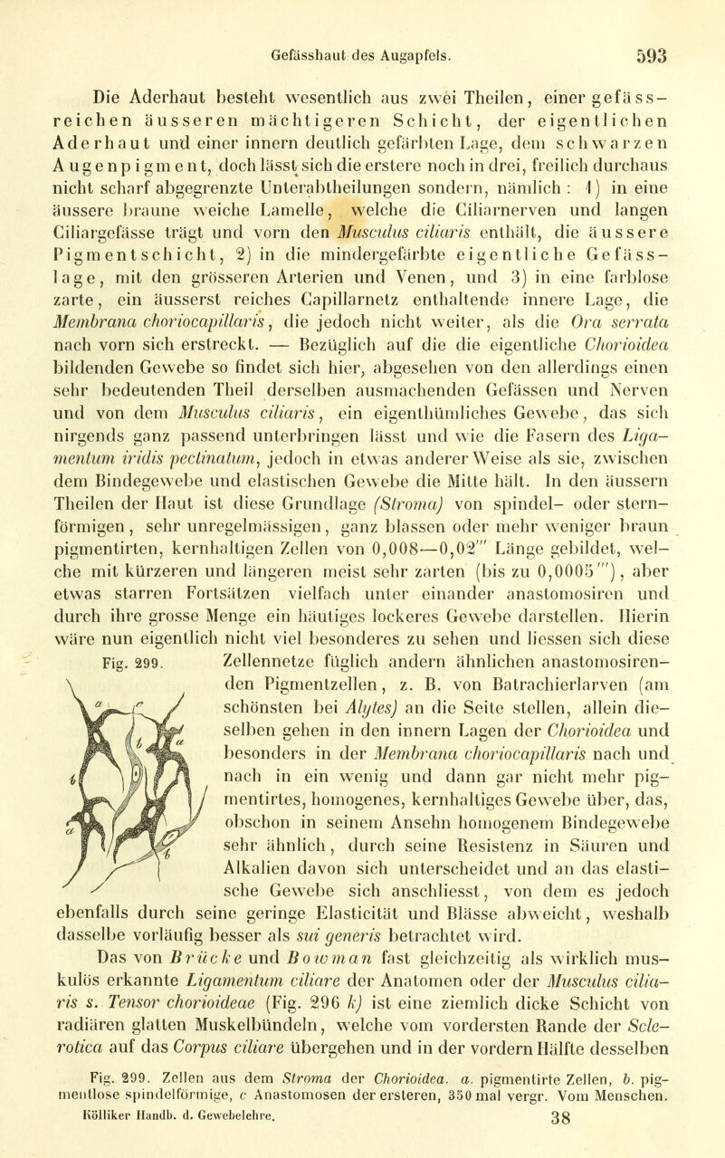 Die Aderhaut besteht wesenthch aus zwei Theilen, einer gefäss- reichen äusseren mächtigeren Schicht, der eigentlichen Aderhaut und einer innern deutlich gefärbten Lage, dem schwarzen Augenpigment, doch lässt sich die erstere noch in drei, freilich durchaus nicht scharf abgegrenzte Unterabtheilungen sondern, nämlich : 1) in eine äussere braune weiche Lamelle, welche die Ciliarnerven und langen Ciliargefässe trägt und vorn Musculus ciliaris enthält, die äussere Pigmentschicht, 2) in die mindergefärbte eigentliche Gefäss- lage, mit den grösseren Arterien und Venen, und 3) in eine farblose zarte, ein äusserst reiches Capillarnetz enthaltende innere Lage, die Membrana chorioccipilla7is j die jedoch nicht weiter, als die Ora serrata nach vorn sich erstreckt. — Bezüglich auf die die eigentliche Chorioidea bildenden Gevwebe so findet sich hier^ abgesehen von den allerdings einen sehr bedeutenden Theil derselben ausmachenden Gefässen und Nerven und von dem Musculus ciliaris, ein eigenthümliches Gewebe, das sich nirgends ganz passend unterbringen lässt und wie die Fasern des Liga- mentum iridis pectinatum, jedoch in etwas anderer Weise als sie, zwischen dem Bindegewebe und elastischen Gewebe die Mitte hält. In den äussern Theilen der Haut ist diese Grundlage (Stroma) von spindel- oder stern- förmigen, sehr unregelmässigen, ganz blassen oder mehr weniger braun pigmentirten, kernhaltigen Zellen von 0,008—0,02  Länge gebildet, wel- che mit kürzeren und längeren meist sehr zarten (bis zu 0,0005'), aber etwas starren Fortsätzen vielfach unter einander anastomosiren und durch ihre grosse Menge ein häutiges lockeres Gewebe darstellen. Hierin wäre nun eigentlich nicht viel besonderes zu sehen und liessen sich diese Fig. 299. Zellennetze füglich andern ähnlichen anastomosiren- den Pigmentzellen, z. B. von Batrachierlarven (am schönsten bei Alytes) an die Seite stellen, allein die- selben gehen in den innern Lagen der Chorioidea und besonders in der Membrana choriocapillaris nach und nach in ein wenig und dann gar nicht mehr pig- mentirtes, homogenes, kernhaltiges Gewebe über, das, obschon in seinem Ansehn homogenem Bindegewebe sehr ähnlich, durch seine Resistenz in Säuren und Alkalien davon sich unterscheidet und an das elasti- sche Gewebe sich anschliesst, von dem es jedoch ebenfalls durch seine geringe Elasticität und Blässe abweicht, weshalb dasselbe vorläufig besser als sui generis betrachtet wird. Das von Brücke und Boioman fast gleichzeitig als wirklich mus- kulös erkannte Ligamentum ciliare der Anatomen oder der Musculus cilia- ris s. Tensor chorioideae (Fig. 296 k) ist eine ziemlich dicke Schicht von radiären glatten Muskelbündeln, welche vom vordersten Rande der Scle- rotica auf das Corpus ciliare übergehen und in der vordem Hälfte desselben Fig. 299. Zellen ans dem Stroma der Chorioidea. a. pigmentirte Zellen, b. pig- meiitlose spindelförmige, c Anastomosen derersteren, 350 mal vergr. Vom Menschen. Kölliker Handb. d. Gewebelehre. 3g