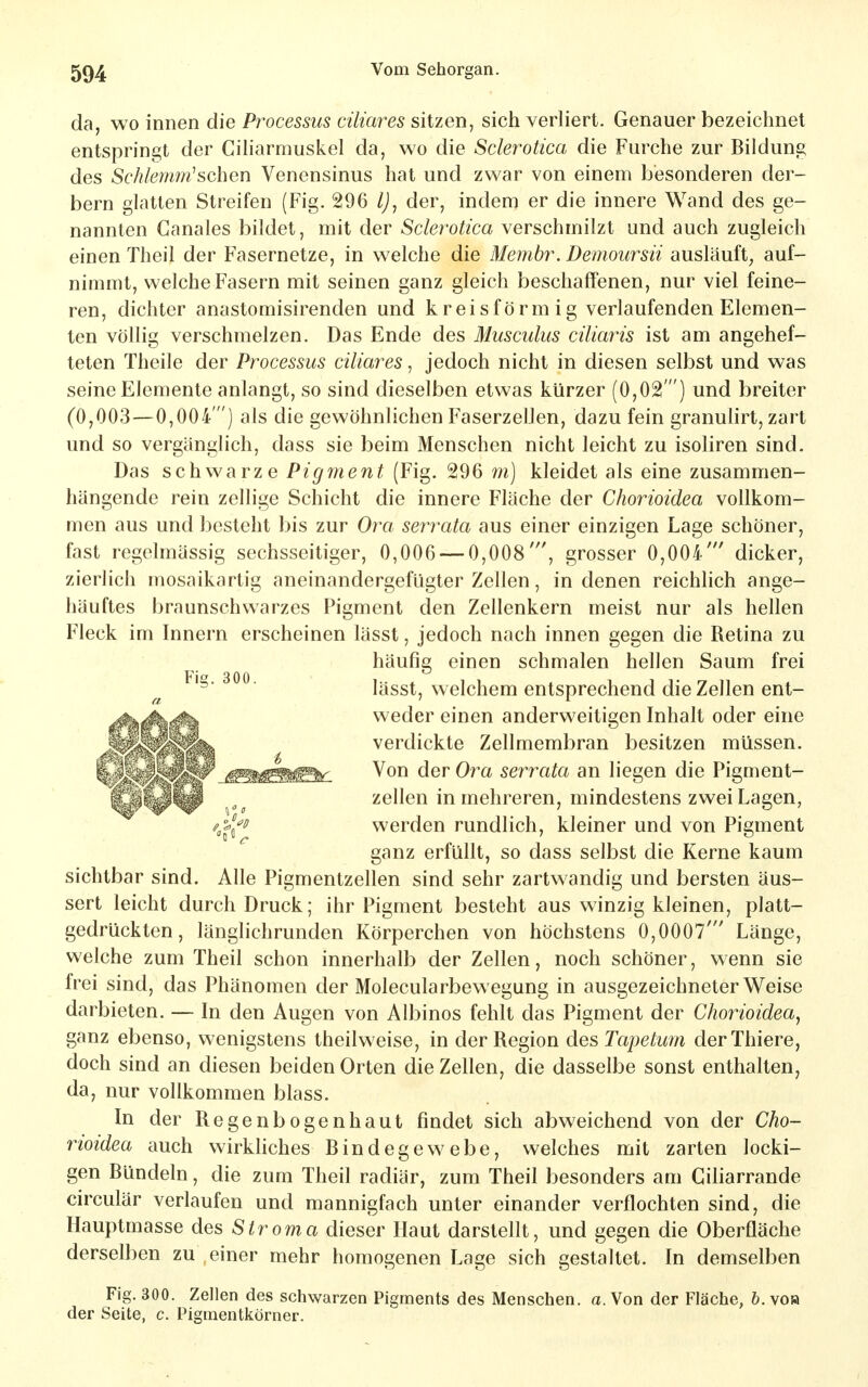 da, wo innen die Processus cüiar^es sitzen, sich verliert. Genauer bezeichnet entspringt der Ciharmuskel da, wo die Sderotica die Furche zur Bilduns^ des Schlemm^sehen Venensinus hat und zwar von einem besonderen der- bem glatten Streifen (Fig. 296 l)^ der, indem er die innere Wand des ge- nannten Canales bildet, mit der Sderotica verschmilzt und auch zugleich einen Theil der Fasernetze, in welche die Membr. Demoursii ausläuft, auf- nimmt, welche Fasern mit seinen ganz gleich beschaffenen, nur viel feine- ren, dichter anastomisirenden und kreisförmig verlaufenden Elemen- ten völlig verschmelzen. Das Ende des Musculus ciliaris ist am angehef- teten Theile der Processus ciliares, jedoch nicht in diesen selbst und was seine Elemente anlangt, so sind dieselben etwas kürzer (0,02 ) und breiter (0,003—0,004') als die gewöhnlichen Faserzellen, dazu fein granulirt, zart und so vergänglich, dass sie beim Menschen nicht leicht zu isoliren sind. Das schwarze Pigment (Fig. 296 m) kleidet als eine zusammen- hängende rein zellige Schicht die innere Fläche der Chorioidea vollkom- men aus und besteht bis zur Om serrata aus einer einzigen Lage schöner, fast regelmässig sechsseitiger, 0,006 — 0,008', grosser 0,004' dicker, zierlich mosaikartig aneinandergefügter Zellen, in denen reichlich ange- häuftes braunschwarzes Pigment den Zellenkern meist nur als hellen Fleck im Innern erscheinen lässt, jedoch nach innen gegen die Retina zu häufig einen schmalen hellen Saum frei lässt, welchem entsprechend die Zellen ent- K^i^i^ weder einen anderweitigen Inhalt oder eine verdickte Zellmembran besitzen müssen. ^^^^P j^^^^ Von der Ora serrata an liegen die Pigment- ^pO^ Zellen in mehreren, mindestens zwei Lagen, f^''J{'i> werden rundlich, kleiner und von Pigment ganz erfüllt, so dass selbst die Kerne kaum sichtbar sind. Alle Pigmentzellen sind sehr zarlwandig und bersten äus- sert leicht durch Druck; ihr Pigment besteht aus winzig kleinen, platt- gedrückten, länglichrunden Körperchen von höchstens 0,0007' Länge, welche zum Theil schon innerhalb der Zellen, noch schöner, wenn sie frei sind, das Phänomen der Molecularbewegung in ausgezeichneter Weise darbieten. — In den Augen von Albinos fehlt das Pigment der Chorioidea^ ganz ebenso, wenigstens theilweise, in der Region des Tapetum derThiere, doch sind an diesen beiden Orten die Zellen, die dasselbe sonst enthalten, da, nur vollkommen blass. In der Regenbogenhaut findet sich abweichend von der Cho- rioidea auch wirkliches Bindegewebe, welches mit zarten locki- gen Bündeln, die zum Theil radiär, zum Theil besonders am Giharrande circulär verlaufen und mannigfach unter einander verflochten sind, die Hauptmasse des Stroma dieser Haut darstellt, und gegen die Oberfläche derselben zu einer mehr homogenen Lage sich gestaltet. In demselben Fig. 300. Zellen des schwarzen Pigments des Menschen. «.Von der Fläche, &. vom der Seite, c. Pigmentkörner.