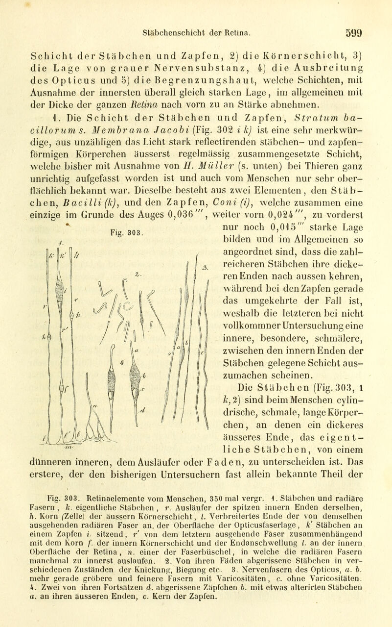 Schicht der Stäbchen und Zapfen, 2) die Körnerschicht, 3) die Lage von grauer Nervensubstanz, 4) die Ausbreitung des Opticus und 5) die Begrenzungshaut, welche Schichten, mit Ausnahme der innersten überall gleich starken Lage, im allgemeinen mit der Dicke der ganzen Retina nach vorn zu an Stärke abnehmen. 1. Die Schicht der Stäbchen und Zapfen, Stratum ba- cillorum s. Membratia Jacobi (Fig. 302 i k) ist eine sehr merkwür- dige, aus unzähligen das Licht stark reflectirenden Stäbchen- und zapfen- förmigen Körperchen äusserst regelmässig zusammengesetzte Schicht, welche bisher mit Ausnahme von H. Müller (s. unten) bei Thieren ganz unrichtig aufgefasst worden ist und auch vom Menschen nur sehr ober- flächlich bekannt war. Dieselbe besteht aus zwei Elementen, den Stäb- chen, B acilli (k), und den Zapfen, Coni (i), welche zusammen eine einzige im Grunde des Auges 0,036', weiter vorn 0,024', zu vorderst liehe Stäbchen, von einem dünneren inneren, dem Ausläufer oder Faden, zu unterscheiden ist. Das erstere, der den bisherigen Untersuchern fast allein bekannte Theil der Fig. 303. Retinaelemente vom Menschen, 350 mal vergr. 4. Stäbchen und radiäre Fasern , k. eigentliche Stäbchen , r. Ausläufer der spitzen Innern Enden derselben, h. Korn fZelle) der äussern Körnerschicht, l. Verbreitertes Ende der von demselben ausgehenden radiären Faser an der Oberfläche der Opticusfaserlage, k' Stäbchen an einem Zapfen i. sitzend, r' von dem letztern ausgehende Faser zusammenhängend mit dem Korn f. der Innern Körnerschicht und der Endanschwellung an der Innern Oberfläche der Retina, n. einer der Faserbüschel, in welche die radiären Pasern manchmal zu innerst auslaufen. 2. Von ihren Fäden abgerissene Stäbchen in ver- schiedenen Zuständen der Knickung, Biegung etc. 3. Nervenfasern des Opticus, a. b. mehr gerade gröbere und feinere Fasern mit Varicositäten, c. ohne Varicositäten. 4. Zwei von ihren Fortsätzen d. abgerissene Zäpfchen b. mit etwas alterirten Stäbchen a. an ihren äusseren Enden, c. Kern der Zapfen. Fig. 303. nur noch 0,015' starke Lage bilden und im Allgemeinen so angeordnet sind, dass die zahl- reicheren Stäbchen ihre dicke- ren Enden nach aussen kehren, während bei den Zapfen gerade das umgekehrte der Fall ist, weshalb die letzteren bei nicht vollkommner Untersuchung eine innere, besondere, schmälere, zwischen den Innern Enden der Stäbchen gelegene Schicht aus- zumachen scheinen. Die Stäbchen (Fig.303, 1 k, ^) sind beim Menschen cylin- drische, schmale, lange Körper- chen , an denen ein dickeres äusseres Ende, das eigent-