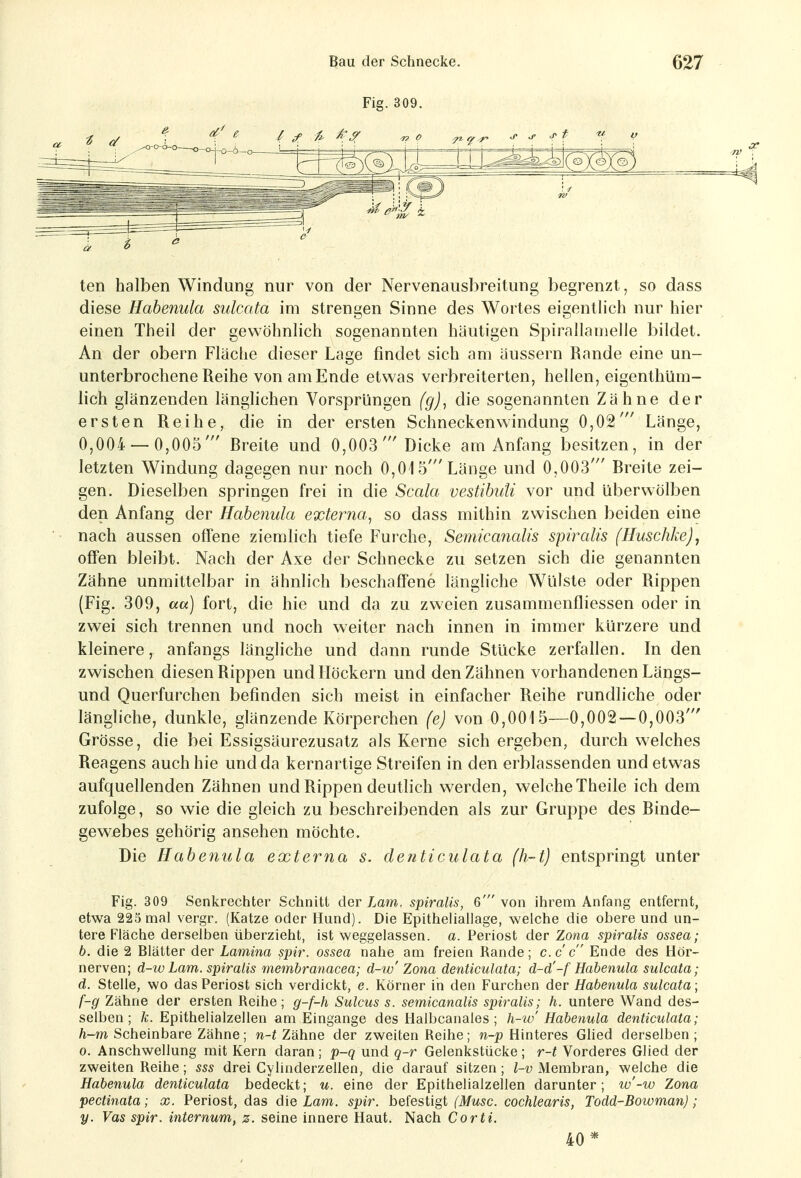Fig. 309. ten halben Windung nur von der Nervenausbreitung begrenzt, so dass diese Habenula sulcata im strengen Sinne des Wortes eigentlich nur hier einen Theil der gewöhnlich sogenannten häutigen Spirallamelle bildet. An der obern Fläche dieser Lage findet sich am äussern Rande eine un- unterbrochene Reihe von am Ende etwas verbreiterten, hellen, eigenthüm- lich glänzenden länglichen Vorsprüngen (g), die sogenannten Zähne der ersten Reihe, die in der ersten Schneckenwindung 0,02' Länge, 0,004 — 0,005' Breite und 0,003' Dicke am Anfang besitzen, in der letzten Windung dagegen nur noch 0,015'Länge und 0,003' Breite zei- gen. Dieselben springen frei in die Scala vestibuti vor und überwölben den Anfang der Habenula externa^ so dass mithin zwischen beiden eine nach aussen offene ziemlich tiefe Furche, Semicanalis spiralis (Huschke), offen bleibt. Nach der Axe der Schnecke zu setzen sich die genannten Zähne unmittelbar in ähnlich beschaffene längliche Wülste oder Rippen (Fig. 309, ««) fort, die hie und da zu zweien zusammenfliessen oder in zwei sich trennen und noch weiter nach innen in immer kürzere und kleinere, anfangs längliche und dann runde Stücke zerfallen. In den zwischen diesen Rippen und Höckern und den Zähnen vorhandenen Längs- und Querfurchen befinden sich meist in einfacher Reihe rundliche oder längliche, dunkle, glänzende Körperchen (e) von 0,0015—0,002—0,003' Grösse, die bei Essigsäurezusatz als Kerne sich ergeben, durch welches Reagens auch hie und da kernartige Streifen in den erblassenden und etwas aufquellenden Zähnen und Rippen deutlich werden, welche Theile ich dem zufolge, so wie die gleich zu beschreibenden als zur Gruppe des Binde- gewebes gehörig ansehen möchte. Die Habenula externa s. de?iticulata (h-tj entspringt unter Fig. 309 Senkrechter Schnitt der iMm. spiralis, 6' von ihrem Anfang entfernt, etwa 225 mal vergr. (Katze oder Hund). Die Epitheliailage, weiche die obere und un- tere Fläche derselben überzieht, ist weggelassen, a. Periost der Zona spiralis ossea; b. die 2 Blätter der Lamina spir. ossea nahe am freien Rande; c.c c Ende des Hör- nerven; d-w Lam. spiralis membranacea; d-tv' Zona denticulata; d-d'-f Habenula sulcata; d. Stelle, wo das Periost sich verdickt, e. Körner in den Furchen der Habenula sulcata; f-g Zähne der ersten Reihe; g-f-h Sulcus s. semicanalis spiralis; h. untere Wand des- selben; k. Epithelialzellen am Eingange des Halbcanales; h-w' Habenula denticulata; Ä-m Scheinbare Zähne; w-^ Zähne der zweiten Reihe; n-p Hinteres Glied derselben; 0. Anschwellung mit Kern daran ; p-q und q-r Gelenkstücke ; r-t Vorderes Glied der zweiten Reihe; sss drei Cylinderzellen, die darauf sitzen; l-v Membran, welche die Habenula denticulata bedeckt; u. eine der Epithelialzellen darunter; w'-w Zona pectinata; x. Periost, das die Lam. spir. befestigt (Muse, cochlearis, Todd-Bowman); y. Vas spir. internum, z. seine innere Haut. Nach Corti. 40*