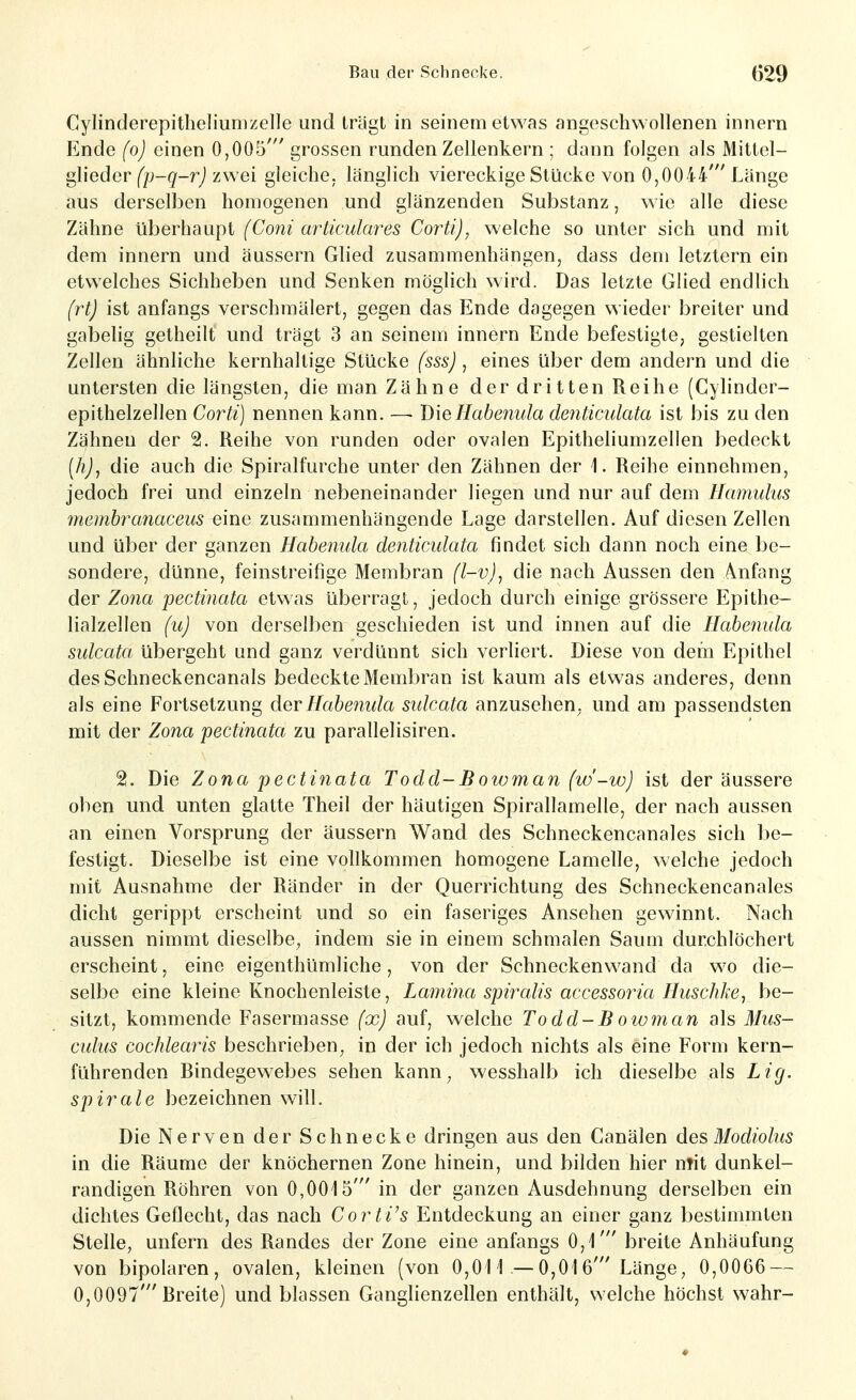 Cylinderepitheliunizelle und trägt in seinem etwas angeschwollenen innern Ende (o) einen 0,005' grossen runden Zellenkern ; dann folgen als Mittel- glieder fp-g-rj zwei gleiche, länglich viereckige Stücke von 0,0044' Länge aus derselben homogenen und glänzenden Substanz, wie alle diese Zähne überhaupt (Coni arliculares Corti), welche so unter sich und mit dem innern und äussern Glied zusammenhängen, dass dem letztern ein etwelches Sichheben und Senken möglich wird. Das letzte Glied endlich (rt) ist anfangs verschmälert, gegen das Ende dagegen wieder breiter und gabelig getheilt und trägt 3 an seinem innern Ende befestigte, gestielten Zellen ähnliche kernhaltige Stücke (sss) , eines über dem andern und die untersten die längsten, die man Zähne der dritten Reihe (Cylinder- epithelzellen Corti) nennen kann. — DieHabenula denticulata ist bis zu den Zähnen der 2. Reihe von runden oder ovalen Epitheliumzellen bedeckt [li)^ die auch die Spiralfurche unter den Zähnen der 1. Reihe einnehmen, jedoch frei und einzeln nebeneinander liegen und nur auf dem Hamuhis membranaceus eine zusammenhängende Lage darstellen. Auf diesen Zellen und über der ganzen Habenula denticulata findet sich dann noch eine be- sondere, dünne, feinstreifige Membran (l-v)^ die nach Aussen den Anfang der Zona pectmata etwas überragt, jedoch durch einige grössere Epithe- lialzellen (u) von derselben geschieden ist und innen auf die Habenida sulcata übergeht und ganz verdünnt sich verliert. Diese von dem Epithel desSchneckencanals bedeckte Membran ist kaum als etwas anderes, denn als eine Fortsetzung derHabetiida sulcata anzusehen, und am passendsten mit der Zona pectinata zu parallelisiren. 2. Die Zona pectinata Todd-Bowman (w'-w) ist der äussere oben und unten glatte Theil der häutigen Spirallamelle, der nach aussen an einen Vorsprung der äussern Wand des Schneckencanales sich be- festigt. Dieselbe ist eine vollkommen homogene Lamelle, welche jedoch mit Ausnahme der Ränder in der Querrichtung des Schneckencanales dicht gerippt erscheint und so ein faseriges Ansehen gewinnt. Nach aussen nimmt dieselbe, indem sie in einem schmalen Saum durchlöchert erscheint, eine eigenthümliche, von der Schneckenwand da wo die- selbe eine kleine Knochenleiste, Lanmia spiralis accessoria Huschke, be- sitzt, kommende Fasermasse (x) auf, welche Todd-B owman als Mus- culus cochlearis beschrieben, in der ich jedoch nichts als eine Form kern- führenden Bindegewebes sehen kann, wesshalb ich dieselbe als Lig. Spirale bezeichnen will. Die Nerven der Schnecke dringen aus den Canälen des Modiolus in die Räume der knöchernen Zone hinein, und bilden hier mit dunkel- randigen Röhren von 0,0015' in der ganzen Ausdehnung derselben ein dichtes Geflecht, das nach Corti^s Entdeckung an einer ganz bestimmten Stelle, unfern des Randes der Zone eine anfangs 0,1' breite Anhäufung von bipolaren, ovalen, kleinen (von 0,01! —0,016'Länge, 0,0066 — 0,0097'Breite) und blassen Ganglienzellen enthält, welche höchst wahr-