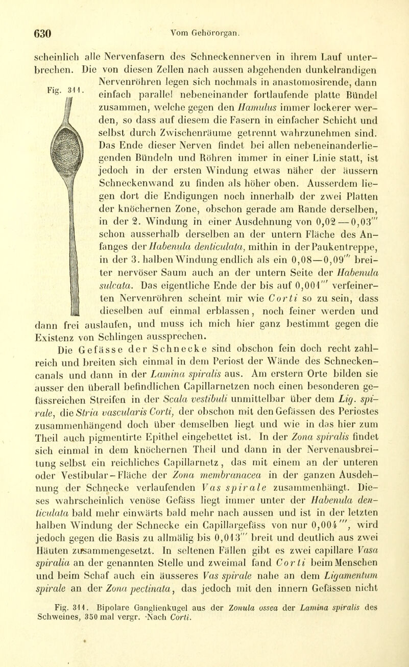 scheinlich alle Nervenfasern des Schneckennerven in ihrem Lauf unter- brechen. Die von diesen Zellen nach aussen abgehenden dunkelrandigen Nervenröhren legen sich nochmals in anastomosirende, dann einfach paralle! nebeneinander fortlaufende platte Bündel zusammen, welche gegen den Hamulus immer lockerer v^^er- den, so dass auf diesem die Fasern in einfacher Schicht und selbst durch Zwischenräume getrennt wahrzunehmen sind. Das Ende dieser Nerven findet bei allen nebeneinanderlie- genden Bündeln und Röhren immer in einer Linie statt, ist jedoch in der ersten Windung etwas näher der äussern Schneckenwand zu finden als höher oben. Ausserdem lie- gen dort die Endigungen noch innerhalb der zwei Platten der knöchernen Zone, obschon gerade am Rande derselben, in der 2. Windung in einer Ausdehnung von 0,0^ — 0,03' schon ausserhalb derselben an der untern Fläche des An- fanges der Habenula denticulata, mithin in der Paukentreppe, in der 3. halben Windung endlich als ein 0,08—0,09' brei- ter nervöser Saum auch an der untern Seite der Habenula sulcata. Das eigentliche Ende der bis auf 0,001  verfeiner- ten Nervenröhren scheint mir wie Corti so zu sein, dass dieselben auf einmal erblassen, noch feiner werden und dann frei auslaufen, und muss ich mich hier ganz bestimmt gegen die Existenz von Schlingen aussprechen. Die Gefässe der Schnecke sind obschon fein doch recht zahl- reich und breiten sich einmal in dem Periost der Wände des Schnecken- canals und dann in der La7nina spiralis aus. Am erstern Orte bilden sie ausser den überall befindlichen Capillarnetzen noch einen besonderen ge- fässreichen Streifen in der Scala vestibuli unmittelbar über dem Lig. Spi- rale^ die Stria vascularis Corti, der obschon mit den Gefässen des Periostes zusammenhängend doch über demselben liegt und wie in das hier zum Theil auch pigmentirte Epithel eingebettet ist. In der Zona spiralis findet sich einmal in dem knöchernen Theil und dann in der Nervenausbrei- tung selbst ein reichliches Capillarnetz, das mit einem an der unteren oder Vestibulär-Fläche der Zona memhranacea in der ganzen Ausdeh- nung der Schnecke verlaufenden Vas spirale zusammenhängt. Die- ses wahrscheinlich venöse Gefäss liegt immer unter der Habenula den- ticulata bald mehr einwärts bald mehr nach aussen und ist in der letzten halben Windung der Schnecke ein Capillargefäss von nur 0,004', wird jedoch gegen die Basis zu alhnälig bis 0,013' breit und deutlich aus zwei Häuten zifsammengesetzt. In seltenen Fällen gibt es zwei capillare Vasa spiralia an der genannten Stelle und zweimal fand Corti beim Menschen und beim Schaf auch ein äusseres Vas spirale nahe an dem Ligamentum Spirale an der Zona pectinata, das jedoch mit den Innern Gefässen nicht Fig. 3-11. Bipolare Ganglienkugel aus der Zonula ossea der Lamina spiralis des Schweines, 350 mal vergr. -Nach Corti.