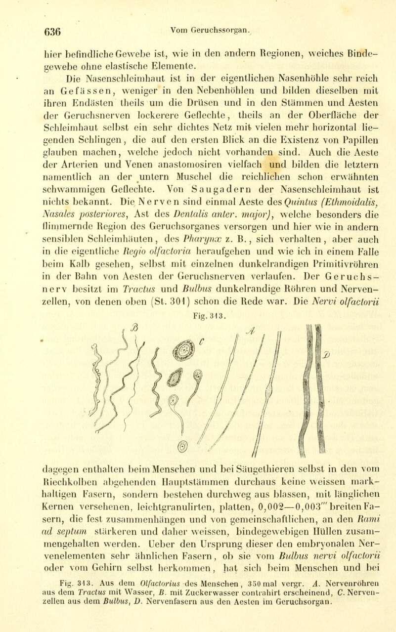 hier befindliche Gewebe ist, wie in den andern Regionen, weiches Binde- gewebe ohne elastische Elemente. Die Nasenschleimhaut ist in der eigentlichen Nasenhöhle sehr reich an Gefässen, weniger in den Nebenhöhlen und bilden dieselben mit ihren Endästen theils um die Drüsen und in den Stämmen und Aesten der Geruchsnerven lockerere Geflechte, theils an der Oberfläche der Schleimhaut selbst ein sehr dichtes Netz mit vielen mehr horizontal lie- genden Schlingen, die auf den ersten Blick an die Existenz von Papillen glauben machen, welche jedoch nicht vorhanden sind. Auch die Aeste der Arterien und Venen anastomosiren vielfach und bilden die letztern namentlich an der untern Muschel die reichlichen schon erwähnten schwammigen Geflechte. Von Saugadern der Nasenschleimhaut ist nichts bekannt. Die Nerven sind einmal Aeste des Qiäntus (Ethmoidalis, Nasales posteriores^ Ast des Dentalis anter. major), welche besonders die flimmernde Region des Geruchsorganes versorgen und hier wie in andern sensiblen Schleimhäuten, des Pharynx z. B., sich verhalten, aber auch in die eigentliche Regio olfactoria heraufgehen und wie ich in einem Falle beim Kalb gesehen, selbst mit einzelnen dunkelrandigen Primitivröhren in der Bahn von Aesten der Geruchsnerven verlaufen. Der Geruchs- nerv besitzt im Tractus und Bulbus dunkelrandige Röhren und Nerven- zellen, von denen oben (St. 301) schon die Rede war. Die Nervi olfactorii dagegen enthalten beim Menschen und bei Säugethieren selbst in den vom Riechkolben abgehenden Hauptstämmen durchaus keine weissen mark- haltigen Fasern, sondern bestehen durchweg aus blassen, mit länglichen Kernen versehenen, leichtgranulirten, platten, 0,002—0,003'breiten Fa- sern, die fest zusammenhängen und von gemeinschaftlichen, an den Rami ad septum stärkeren und daher weissen, bindegewebigen Hüllen zusam- mengehalten werden, üeber den Ursprung dieser den embryonalen Ner- venelementen sehr ähnlichen Fasern, ob sie vom Bulbus nervi olfactorii oder vom Gehirn selbst herkommen, hat sich beim Menschen und bei Fig. 313. Aus dem Olfactorius des Menschen, 350 mal vergr. A. Nervenröhren aus dem Tractus mit Wasser, B. mit Zuckerwasser contrahirt erscheinend, C. Nerven- zellen aus dem Bulbus, D. Nervenfasern aus den Aesten im Geruchsorgan. Fig. 313.