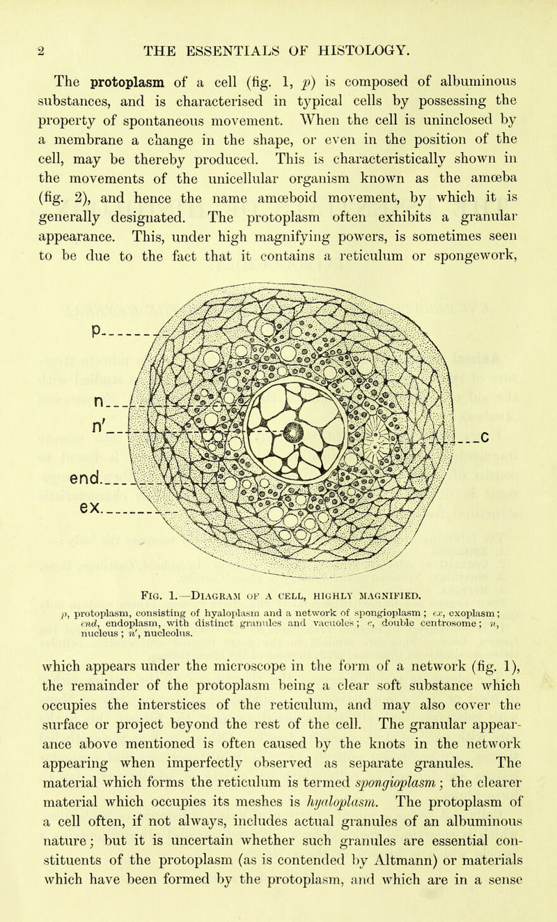 The protoplasm of a cell (fig. 1, p) is composed of albuminous substances, and is characterised in typical cells by possessing the property of spontaneous movement. When the cell is uninclosed by a membrane a change in the shape, or even in the position of the cell, may be thereby produced. This is characteristically shown in the movements of the unicellular organism known as the amoeba (fig. 2), and hence the name amoeboid movement, by which it is generally designated. The protoplasm often exhibits a granular appearance. This, under high magnifying powers, is sometimes seen to be due to the fact that it contains a reticulum or spongework, Fig. L—Diagra3[ of a cell, highly magnified. protoplasm, consisting of hyaloplasm and a network of spongioplasm ; ex, cxoplasm; end, endoplasm, with distinct grannies and vacuoles; c, double centrosome; 7?, nucleus ; 71', nucleolus. which appears under the microscope in the foi-m of a network (fig. 1), the remainder of the protoplasm being a clear soft substance which occupies the interstices of the reticulum, and may also cover the surface or project beyond the rest of the cell. The granular appear- ance above mentioned is often caused by the knots in the network appearing when imperfectly observed as separate granules. The material which forms the reticulum is termed spongioplasm; the clearer material which occupies its meshes is hyaloplasm. The protoplasm of a cell often, if not always, includes actual granules of an albuminous nature; but it is uncertain whether such granules are essential con- stituents of the protoplasm (as is contended by Altmann) or materials which have been formed by the protoplasm, and which are in a sense