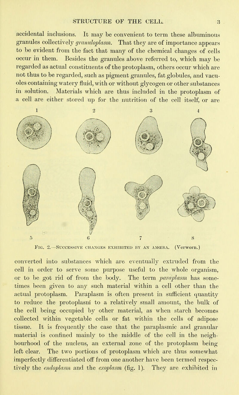 accidental inclusions. It may be convenient to term these albuminous granules collectively granuloplasm. That they are of importance appears to be evident from the fact that many of the chemical changes of cells occur in them. Besides the granules above referred to, which may be regarded as actual constituents of the protoplasm, others occur which are not thus to be regarded, such as pigment granules, fat globules, and vacu- oles containing watery fluid, with or without glycogen or other substances in solution. Materials which are thus included in the protoplasm of a cell are either stored up for the nutrition of the cell itself, or are 1 2 3 4 Fig. 2,—Successive changes exhibited by an aikeba. (Verworn.) converted into substances which are eventually extruded from the cell in order to serve some purpose useful to the whole organism, or to be got rid of from the body. The term paraplasm has some- times been given to any such material within a cell other than the actual protoplasm. Paraplasm is often present in sufRcient quantity to reduce the protoplasm to a relatively small amount, the bulk of the cell being occupied by other material, as when starch becomes collected within vegetable cells or fat within the cells of adipose tissue. It is frequently the case that the paraplasmic and granular material is confined mainly to the middle of the cell in the neigh- bourhood of the nucleus, an external zone of the protoplasm being left clear. The two portions of protoplasm which are thus somewhat imperfectly differentiated off from one another have been termed respec- tively the endoplasm and the exoplasm (fig. 1). They are exhibited in