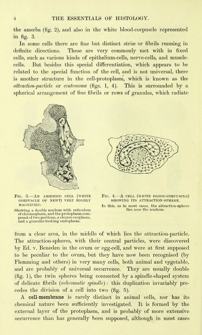 the amoeba (fig. 2), and also in the white blood-corpuscle represented in fig. 3. In some cells there are fine but distinct striae or fibrils running in definite directions. These are very commonly met with in fixed cells, such as various kinds of epithelium-cells, nerve-cells, and muscle- cells. But besides this special differentiation, which appears to be related to the special function of the cell, and is not universal, there is another structure in the cell-protoplasm, which is known as the attraction-particle or centrosome (figs. 1, 4). This is surrounded by a spherical arrangement of fine fibrils or rows of granules, which radiate Fig. 3.—An amceboid cell (white corpuscle of newt) very highly magnified. Showing a double nucleus with reticulum of chronioplasm, and the protoplasm com- posed of two portions, a clearer exoplasm, and a granular-looking endoplasra. Fig. 4.—A cell (white blood-corpuscle) SHOWING ITS attraction-sphere. In this, as in most cases, the attraction-sphere lies near the nucleus. from a clear area, in the middle of which lies the attraction-particle. The attraction-spheres, with their central particles, were discovered by Ed. V. Beneden in the ovum or egg-cell, and were at first supposed to be peculiar to the ovum, but they have now been recognised (by Flemming and others) in very many cells, both animal and v^egetable, and are probably of universal occurrence. They are usually double (fig. 1), the twin spheres being connected by a spindle-shaped system of delicate fibrils (achromatic spindle): this duplication invariably pre- cedes the division of a cell into two (fig. 5). A cell-membrane is rarely distinct in animal cells, nor has its chemical nature been sufficiently investigated. It is formed by the external layer of the protoplasm, and is probably of more extensive occurrence than has generally been supposed, although in most cases