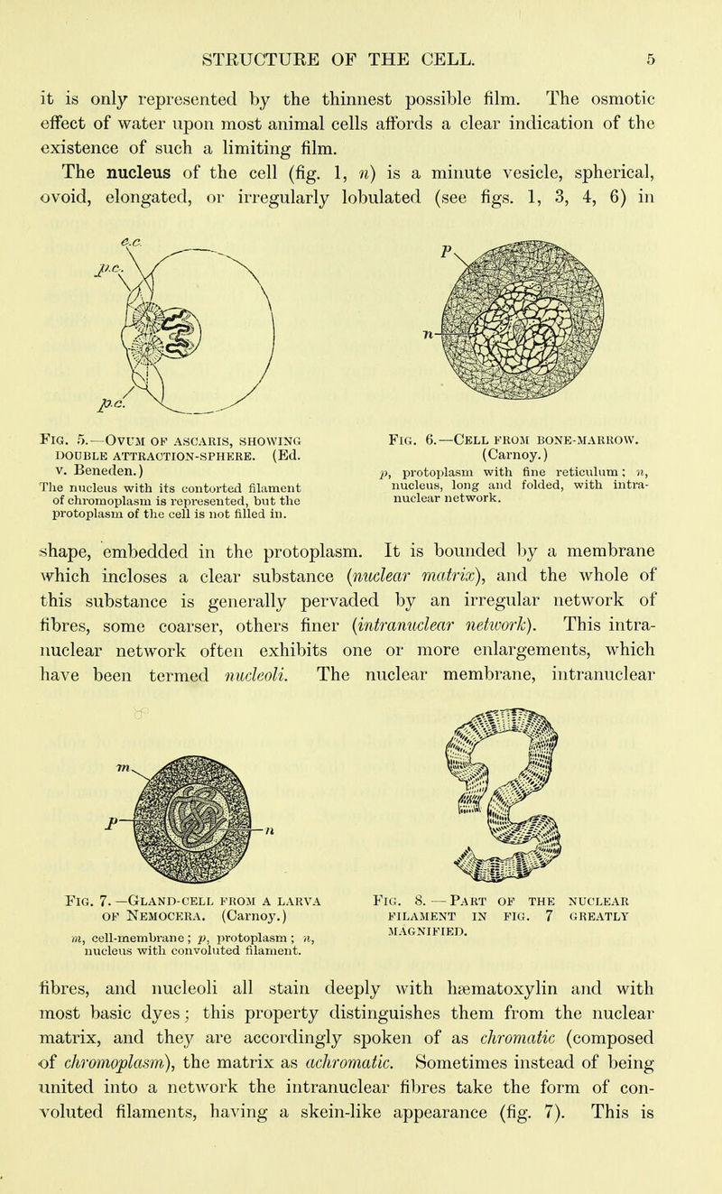 it is only represented by the thinnest possible film. The osmotic effect of water upon most animal cells affords a clear indication of the existence of such a limiting film. The nucleus of the cell (fig. 1, n) is a minute vesicle, spherical, ovoid, elongated, or irregularly lobulated (see figs. 1, 3, 4, 6) in Fig. 5.—Ovum op ascaris, showing double attraction-sphere. (ed, V. Beneden.) The nucleus with its contorted filament of chromoplasm is represented, but the protoplasm of the cell is not filled in. Fig. 6.—Cell from bone-marrovv. (Carnoy.) p, protoplasm with fine reticulum; n, nucleus, long and folded, with intra- nuclear network. shape, embedded in the protoplasm. It is bounded by a membrane which incloses a clear substance (mtdear matrix), and the whole of this substance is generally pervaded by an irregular network of fibres, some coarser, others finer {intranuclear network). This intra- nuclear network often exhibits one or more enlargements, which have been termed nucleoli. The nuclear membrane, intranuclear Fig. 7. —Gland-CELL from a larva of Nemocera. (Carnoj'.) m, cell-membrane ; p, protoplasm ; i nucleus with convoluted filament. Fig. 8.—Part of the nuclear filament in fig. 7 greatly magnified. iibres, and nucleoli all stain deeply with hsematoxylin and with most basic dyes; this property distinguishes them from the nuclear matrix, and they are accordingly spoken of as chromatic (composed of chromoplasm), the matrix as achromatic. Sometimes instead of being united into a network the intranuclear filjres take the form of con- voluted filaments, having a skein-like appearance (fig. 7). This is