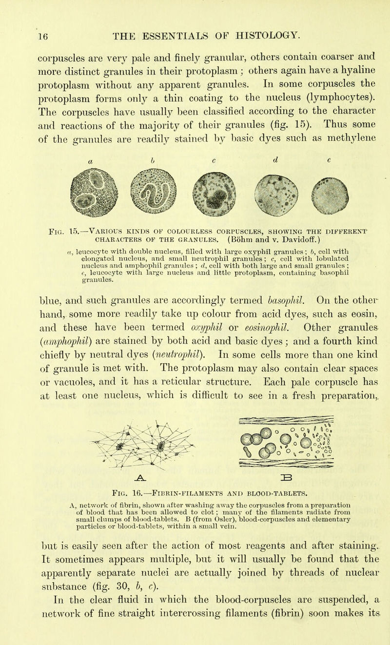 corpuscles are very pale and finely granular, others contain coarser and more distinct granules in their protoplasm ; others again have a hyaline protoplasm without any apparent granules. In some corpuscles the protoplasm forms only a thin coating to the nucleus (lymphocytes). The corpuscles have usually been classified according to the character and reactions of the majority of their granules (fig. 15). Thus some of the granules are readily stained by basic dyes such as methylene Fig. 15. -Various kinds of colourless corpuscles, showing the different CHARACTERS OP THE GRANULES. (Bohm and V. Davidoff.) It, leucocyte with double nucleus, filled with large oxyphil granules; b, cell with elongated nucleus, and small neutrophil granules ; c, cell with lobulated nucleus and amphophil granules ; d, cell with both large and small granules ; c, leucocyte with large nucleus and little protoplasm, containing basophil granules. blue, and such granules are accordingly termed basopJiil. On the other- hand, some more readily take up colour from acid dyes, such as eosin, and these have been termed oxyphil or eosinophil. Other granules (amphophil) are stained by both acid and basic dyes; and a fourth kind chiefly by neutral dyes (neutrophil). In some cells more than one kind of granule is met with. The protoplasm may also contain clear spaces or vacuoles, and it has a reticular structure. Each pale corpuscle has at least one nucleus, which is difficult to see in a fresh preparation,. o o C 0 o, Fig. 16.—Fibrin-filaments and blood-tablets. A, network of fibrin, shown after washing away the corpuscles from a preparation of blood that has been allowed to clot; manj of the filaments radiate from small clumps of blood-tablets. B (from Osier), blood-corpuscles and elementary particles or blood-tablets, within a small vein. but is easily seen after the action of most reagents and after staining.. It sometimes appears multiple, but it will usually be found that the apparently separate nuclei are actually joined by threads of nuclear substance (fig. 30, 5, c). In the clear fluid in which the blood-corpuscles are suspended, a network of fine straight intercrossing filaments (fibrin) soon makes its.