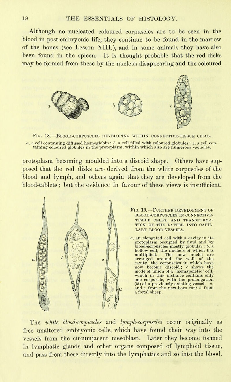 Although no nucleated coloured corpuscles are to be seen in the blood in post-embryonic life, they continue to be found in the marrow of the bones (see Lesson XIIL), and in some animals they have also been found in the spleen. It is thought probable that the red disks may be formed from these by the nucleus disappearing and the coloured Fig. 18.—Blood-corpuscles developing within connective-tissue cells. a, ;i cell containing diffused hgemoglobin ; h, a cell filled with coloured globules ; c, a cell con- taining coloured globules in the protoplasm, within which also are numerous vacuoles. protoplasm becoming moulded into a discoid shape. Others have sup- posed that the red disks are- derived from the white corpuscles of the blood and lymph, and others again that they are developed from the blood-tablets ; but the evidence in favour of these views is insufficient. Fig. 19. —Further development of blood-corpuscles in connective- tissue cells, and transforma- tion OF the latter into capil- lary BLOOD-VESSELS. a, an elongated cell with a cavity in its protoplasm occupied by fluid and by blood-corpuscles mostly globular; h, a hollow cell, the nucleus of which has multiplied. The new nuclei are arranged around the wall of the cavity, the corpuscles in which have now become discoid; e shows the mode of union of a ' hsemapoietic ' cell, which in this instance contains only one corpuscle, with the prolongation (hi) of a previously existing vessel, a, and c, from the new-born rat; b, from a foetal sheep. The white blood-corpuscles and lymph-corpuscles occur originally as free unaltered embryonic cells, which have found their way into the vessels from the circumjacent mesoblast. Later they become formed in lymphatic glands and other organs composed of lymphoid tissue, and pass fi^om these directly into the lymphatics and so into the blood.