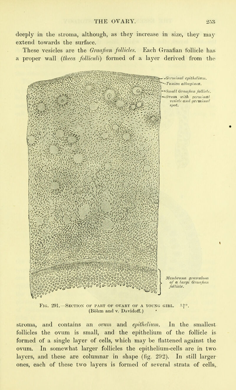 deeply in the stroma, although, as they increase in size, they may extend towards the surface. These vesicles are the Graafian follicles. Each Graafian follicle has a proper wall (theca follicnli) formed of a layer derived from the- \ , ' ■^^'^p--Gerviinal epithelium.  ^ ° Tunica albuginea. i ; Small Graafian follicle. ^I'^'O viim with germ inal vesicle and germinal' -J spot. 0 > Fig. 291. Memhrana granulosa, of a large Graafian follicle. (Bohm and v. Davidoff.) Stroma, and contains an ovum and epithelium. In the smallest follicles the ovum is small, and the epithelium of the follicle is formed of a single layer of cells, which may be flattened against the ovum. In somewhat larger follicles the epithelium-cells are in two- layers, and these are columnar in shape (fig. 292). In still larger ones, each of these two layers is formed of several strata of cells,.
