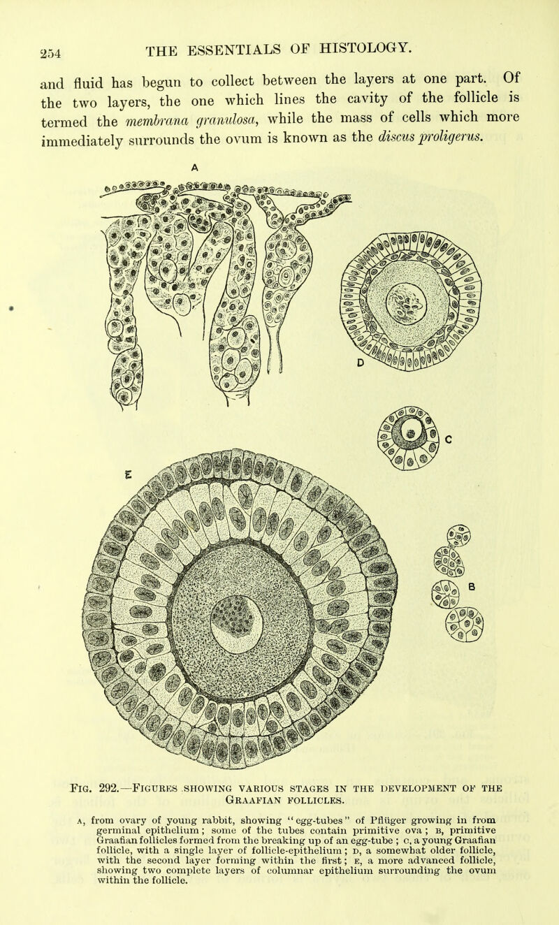 and fluid has begun to collect between the layers at one part. Of the two layers, the one w^hich lines the cavity of the follicle is termed the membrana granulosa, while the mass of cells which more immediately surrounds the ovum is known as the discus proligerus. A Fig. 292.—Figures showing various stages in the development of the Graafian follicles. A, from ovary of young rabbit, showing egg-tubes of Pfiiiger growing in from germinal epithelium; some of the tubes contain primitive ova ; b, primitive Graafian follicles formed from the breaking up of an egg-tube ; e, a young Graafian follicle, with a single layer of follicle-epithelium; n, a somewhat older follicle, with the second layer forming within the first; e, a more advanced follicle, showing two complete layers of columnar epithelium surrounding the ovum within the follicle.