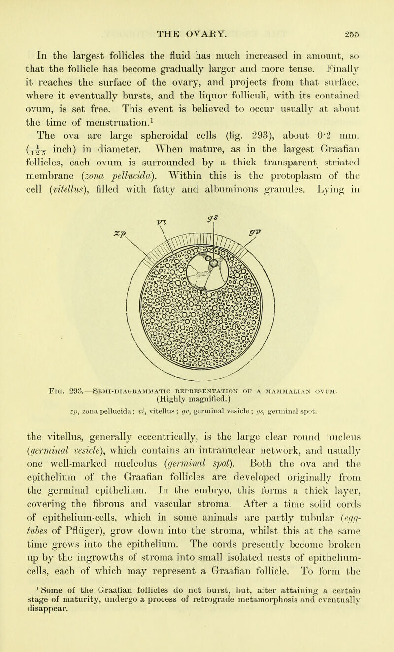 In the largest follicles the fluid has much increased in amount, so that the follicle has become gradually larger and more tense. Finally it reaches the surface of the ovary, and projects from that surface, where it eventually bursts, and the liquor folliculi, with its contained ovum, is set free. This event is believed to occur usually at about the time of menstruation. ^ The ova are large spheroidal cells (fig. 293), about 0*2 mm. (y^-^ inch) in diameter. When mature, as in the largest (xraafiaii follicles, each ovum is surrounded by a thick transparent striated membrane (zona pellucida). Within this is the protoplasm of the cell (vitelhis), filled with fatty and albuminous granules. lA'iug in Fig. 293.—Semi-diagkammatic representation of a mammalian ovum. (Highly magnified.) rj), zona pellucida; vi, vitellus ; gv, germinal vesicle ; gs, germinal spot. the vitellus, generally eccentrically, is the large clear round nucleus (germinal vesicle), which contains an intranuclear network, and usually one well-marked nucleolus (germinal spot). Both the ova and the epithelium of the Graafian follicles are developed originally from the germinal epithelium. In the embryo, this forms a thick layer, covering the fibrous and vascular stroma. After a time solid cords of epithelium-cells, which in some animals are partly tul)ular (egg- tubes of Pfliiger), grow down into the stroma, whilst this at the same time grows into the epithelium. The cords presently become broken up by the ingrowths of stroma into small isolated nests of epithelium- cells, each of which may represent a Graafian follicle. To form the ^ Some of the Graafian follicles do not burst, but, after attaining a certain stage of maturity, undergo a process of retrograde metamorphosis and eventually disappear.