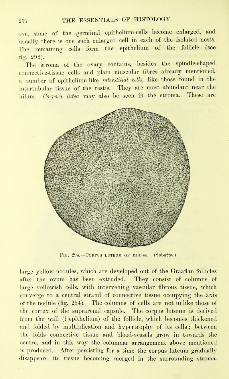 2o6 ova, some of the germinal epithelium-cells become enlarged, and usually there is one such enlarged cell in each of the isolated nests. The remaining cells form the epithelium of the follicle (see tig. 292). The stroma of the ovary contains, besides the spindle-shaped connective-tissue cells and plain muscular fibres already mentioned, a luimber of epithelium-like interstitial cells, like those found in the iutertubular tissue of the testis. They are most abundant near the hilum. Corpora lutea may also be seen in the stroma. These are Fig. 294.—Corpus luteum of mouse. (Sobotta.) large yellow nodules, which are developed out of the G-raafian follicles after the ovum has been extruded. They consist of columns of large yellowish cells, with intervening vascular fibrous tissue, which converge to a central strand of connective tissue occupying the axis of the nodule (fig. 294). The columns of cells are not unlike those of the cortex of the suprarenal capsule. The corpus luteum is derived from the wall (? epithelium) of the follicle, which becomes thickened and folded by multiplication and hypertrophy of its cells; between the folds connective tissue and blood-vessels grow in towards the centre, and in this way the columnar arrangement above mentioned is produced. After persisting for a time the corpus luteum gradually disappears, its tissue becoming merged in the surrounding stroma.