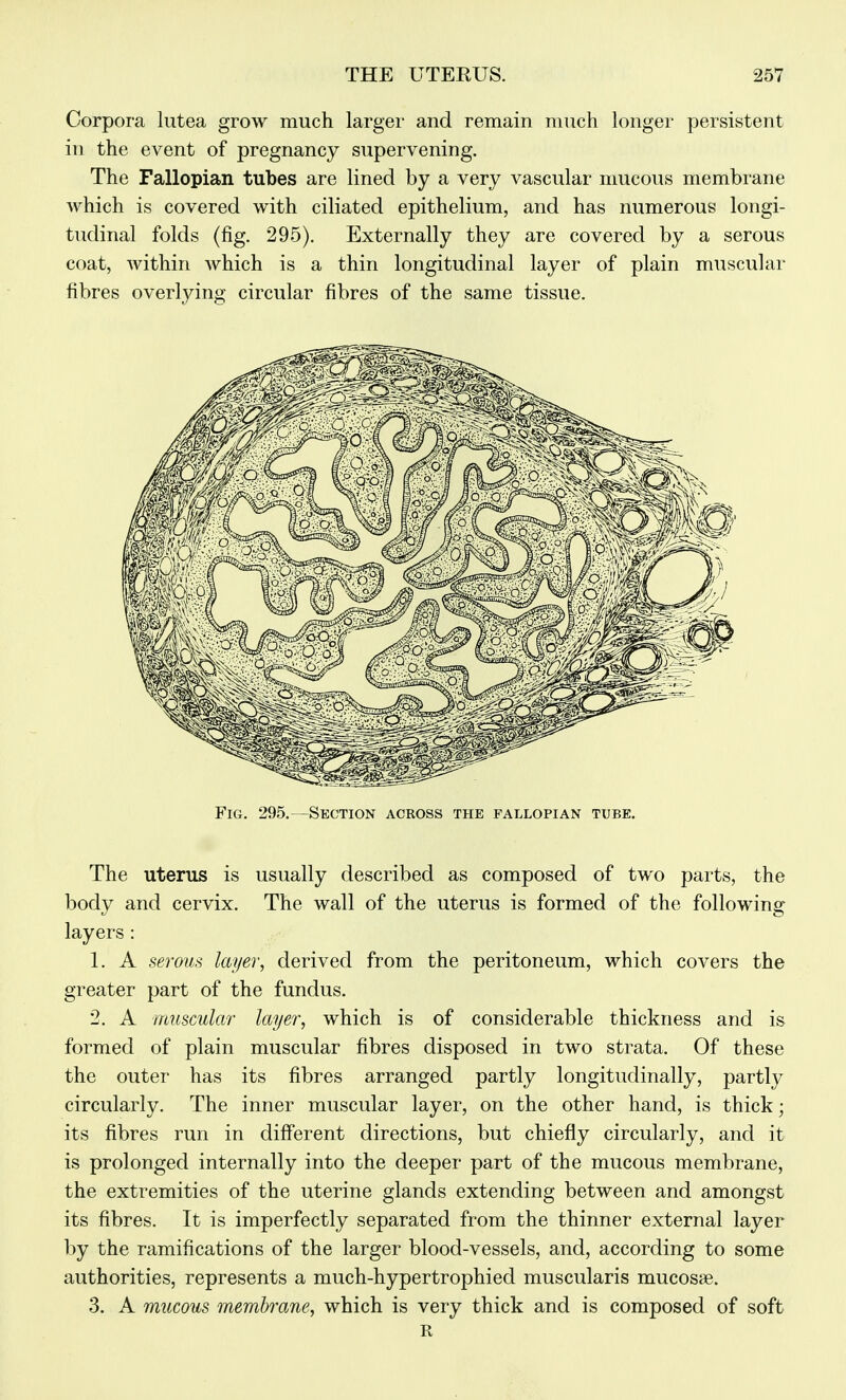 Corpora lutea grow much larger and remain much longer persistent in the event of pregnancy supervening. The Fallopian tubes are lined by a very vascular mucous membrane which is covered with ciliated epithelium, and has numerous longi- tudinal folds (fig. 295). Externally they are covered by a serous coat, within which is a thin longitudinal layer of plain muscular fibres overlying circular fibres of the same tissue. Fig. 295.—Section across the fallopian tube. The uterus is usually described as composed of two parts, the body and cervix. The wall of the uterus is formed of the following layers : 1. A serous layer, derived from the peritoneum, which covers the greater part of the fundus. 2. A muscular layer, which is of considerable thickness and is formed of plain muscular fibres disposed in two strata. Of these the outer has its fibres arranged partly longitudinally, partly circularly. The inner muscular layer, on the other hand, is thick; its fibres run in different directions, but chiefly circularly, and it is prolonged internally into the deeper part of the mucous membrane, the extremities of the uterine glands extending between and amongst its fibres. It is imperfectly separated from the thinner external layer l)y the ramifications of the larger blood-vessels, and, according to some authorities, represents a much-hypertrophied muscularis mucosae. 3. A mucous membrane, which is very thick and is composed of soft R
