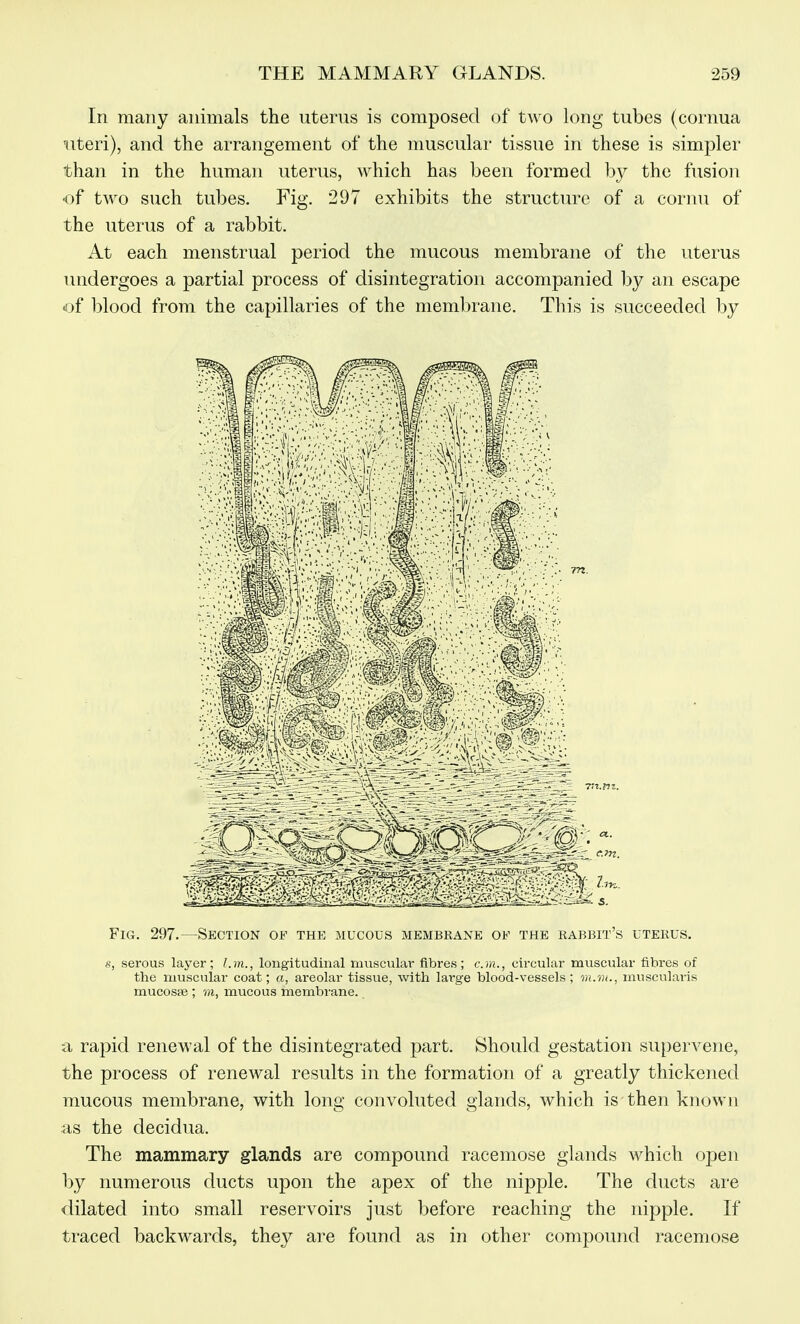 In many animals the uterus is composed of two long tubes (cornua Hiteri), and the arrangement of the muscular tissue in these is simpler than in the human uterus, which has been formed by the fusion •of two such tubes. Fig. 297 exhibits the structure of a coriui of the uterus of a rabbit. At each menstrual period the mucous membrane of the uterus undergoes a partial process of disintegration accompanied by an escape of blood from the capillaries of the membrane. This is succeeded by Fig. 297.—Section of the mucous membrane of the rabbit's uterus. s, serous layer; l.m., longitudinal muscular fibres; cm., circular muscular fibres of the muscular coat; a, areolar tissue, with large blood-vessels; m.vi., musculai'is mucosae ; m, mucous membrane. a rapid renewal of the disintegrated part. Should gestation supervene, the process of renewal results in the formation of a greatly thickened mucous membrane, with long convoluted glands, which is then known as the decidua. The mammary glands are compound racemose glands which open by numerous ducts upon the apex of the nipple. The ducts are dilated into small reservoirs just before reaching the nipple. If traced backwards, they are found as in other compound racemose