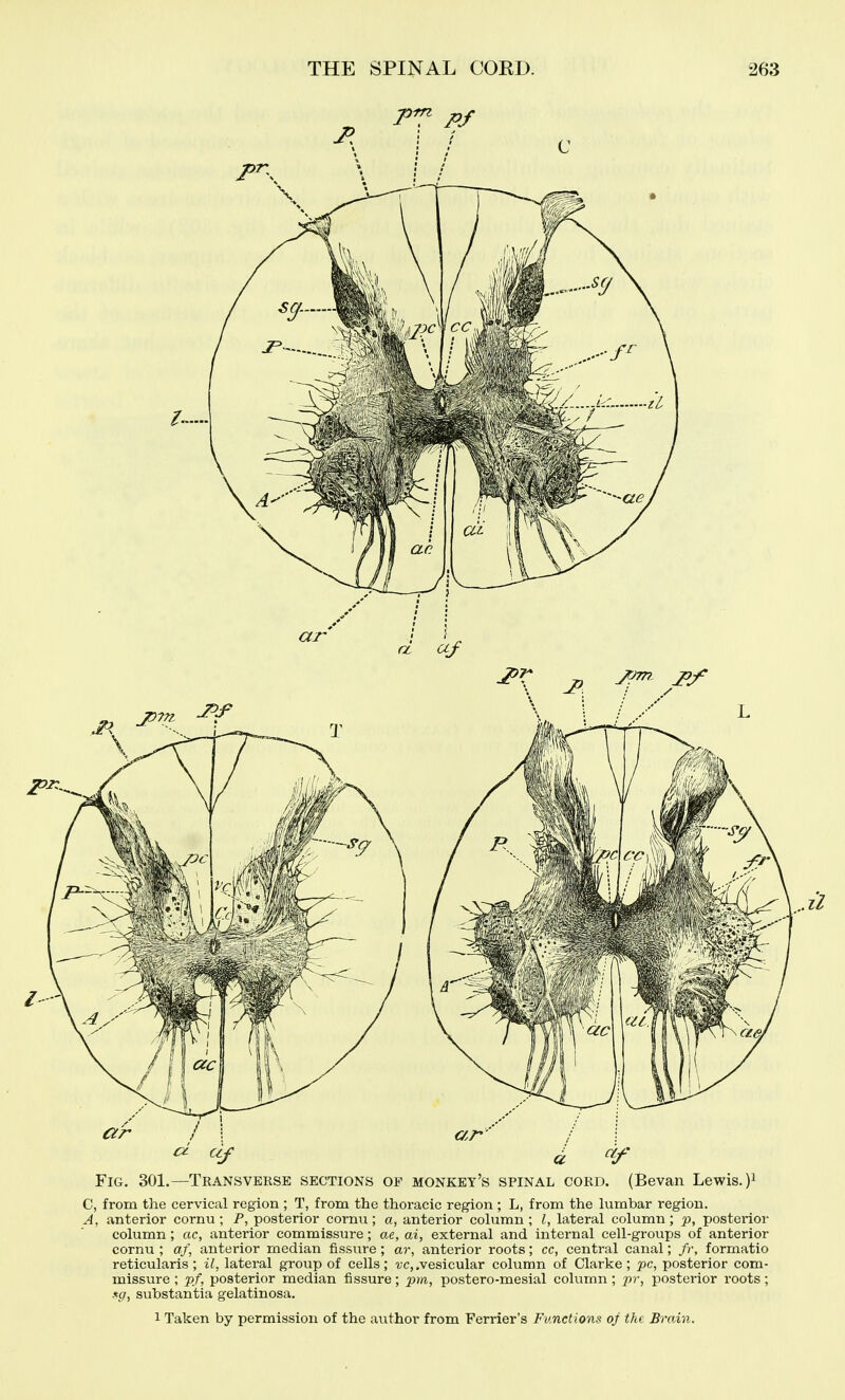 Fig. 301.—Transverse sections of monkey's spinal cord. (Bevan Lewis. )^ C, from the cervical region ; T, from the thoracic region ; L, from the himbar region. A, anterior cornu ; P, posterior cornu; a, anterior cohimn ; I, lateral column; 'p, postei'ior column; ac, anterior commissure; ae, ai, external and internal cell-groups of anterior cornu ; aj\ anterior median fissure; ai\ anterior roots; cc, central canal; /r, formatio reticularis; il, lateral group of cells; ^r,.vesicular column of Clarke; jsc, posterior com- missure ; J)/, posterior median fissure; pm, postero-mesial column ; pr, posterior roots; .«5r, substantia gelatinosa. 1 Taken by permission of the author from Ferrier's Functions of the Brain.