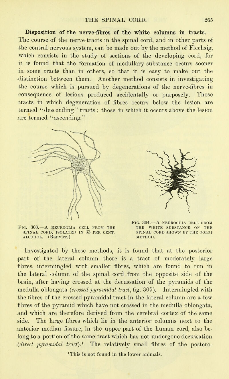 Disposition of the nerve-fibres of the white columns in tracts. ^— The course of the nerve-tracts in the spinal cord, and in other parts of the central nervous system, can be made out by the method of Flechsig, which consists in the study of sections of the developing cord, for it is found that the formation of medullary substance occurs sooner in some tracts than in others, so that it is easy to make out the ■distinction between them. Another method consists in investigating the course which is pursued by degenerations of the nerve-fibres in consequence of lesions produced accidentally or purposely. Those tracts in which degeneration of fibres occurs below the lesion are termed descending tracts ; those in which it occurs above the lesion .are termed ascending. Investigated by these methods, it is found that at the posterior ipart of the lateral column there is a tract of moderately large fibres, intermingled with smaller fibres, which are found to run in the lateral column of the spinal cord from the opposite side of the brain, after having crossed at the decussation of the pyramids of the medulla oblongata {crossed pyramidal trad, fig. 305). Intermingled with the fibres of the crossed pyramidal tract in the lateral column are a few fibres of the pyramid which have not crossed in the medulla oblongata, and which are therefore derived from the cerebrc.! cortex of the same side. The large fibres which lie in the anterior columns next to the anterior median fissure, in the upper part of the human cord, also be- long to a portion of the same tract which has not undergone decussation ^direct ^pyramidal trad).^ The relatively small fibres of the postero- FlG. 303.—A NEUROGLIA CELL FROM THE SPINAL CORD, ISOLATED IN 33 PER CENT. ALCOHOL. (Ranvier.) Fig. 304.—a neuroglia cell from the white substance of the spinal cord shown by the golgi METHOD. This is not found in the lower animals.