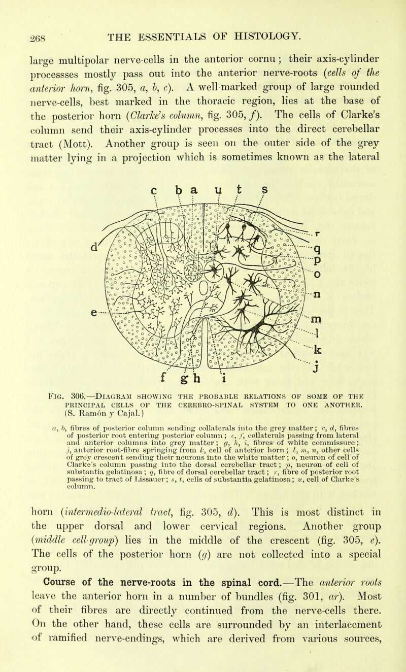 large multipolar nerve-cells in the anterior cornu; their axis-cylinder processses mostly pass out into the anterior nerve-roots (cells of the anterior horn, fig. 305, a, I), c). A well marked group of large rounded nerve-cells, best marked in the thoracic region, lies at the base of the posterior horn {Clarke's column, fig. 305, /). The cells of Clarke's column send their axis-cylinder processes into the direct cerebellar tract (Mott). Another group is seen on the outer side of the grey matter lying in a projection which is sometimes known as the lateral Fig. 306.—Diagram showing the probable relations op some op the PRINCIPAL cells OF THE CEREBRO-SPINAL SYSTEM TO ONE ANOTHER. (S. Ramon y Cajal.) a, h, fibres of posterior column sending collaterals into the grey matter; c, d, fibres of posterior root entering posterior column ; f, collaterals passing from lateral and anterior columns into grey matter ; g, h, i, fibres of white commissure ; j, anterior root-fibre springing from k, cell of anterior horn ; I, w, n, other cells of grey crescent sending their neurons into the white matter ; o, neuron of cell of Clarke's column passing into the dorsal cerebellar tract; p, neuron of cell of substantia gelatinosa ; q, fibre of dorsal cerebellar tract; r, fibre of posterior root passing to tract of Lissauer; i<, t, cells of substantia gelatinosa; u, cell of Clarke's column. horn {infermedio-lateral trad, fig. 305, cl). This is most distinct in the upper dorsal and lower cervical regions. Another group {middle cell-group) lies in the middle of the crescent (fig. 305, e). The cells of the posterior horn {g) are not collected into a special group. Course of the nerve-roots in the spinal cord.—The anterior roots lenYe the anterior horn in a number of bundles (fig. 301, ar). Most of their fibres are directly continued from the nerve-cells there. On the other hand, these cells are surrounded by an interlacement of ramified nerve-endings, which are derived from various sources,