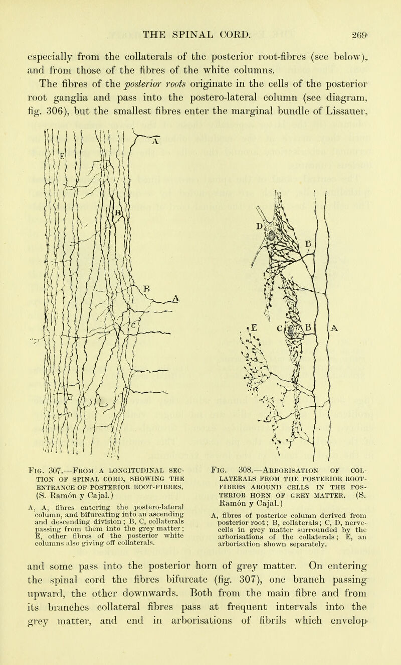 especially from the collaterals of the posterior root-fibres (see below), and from those of the fibres of the white columns. The fibres of the posterim- roots originate in the cells of the posterior root ganglia and pass into the postero-lateral column (see diagram, fig. 306), but the smallest fibres enter the marginal bundle of Lissauei-. Fig. 307.—From a longitudinal sec- tion OF SPINAL CORD, SHOWING THE ENTRANCE OF POSTERIOR ROOT-FIBRES. (S. Kamon y Cajal.) A, A, fibres entering the postero-lateral column, and bifurcating into an ascending and descending division ; B, C, collaterals passing from them into the grey matter; E, other fibres of the posterior white columns also giving off collaterals. Fig. 308.—Arborisation of col- laterals FROM THE posterior ROOT- FIBRES AROUND CELLS IN THE POS- TERIOR HORN OF GREY MATTER. (S. Ramon y Cajal.) A, fibres of posterior column derived from posterior root; B, collaterals; C, D, nerve- cells in grey matter surrounded by the arborisations of the collaterals; E, an arborisation shown separately. and some pass into the posterior horn of grey matter. On entering the spinal cord the fibres bifurcate (fig. 307), one branch passing- upward, the other downwards. Both from the main fibre and from its branches collateral fibres pass at frequent intervals into the grey matter, and end in arborisations of fibrils which envelop-