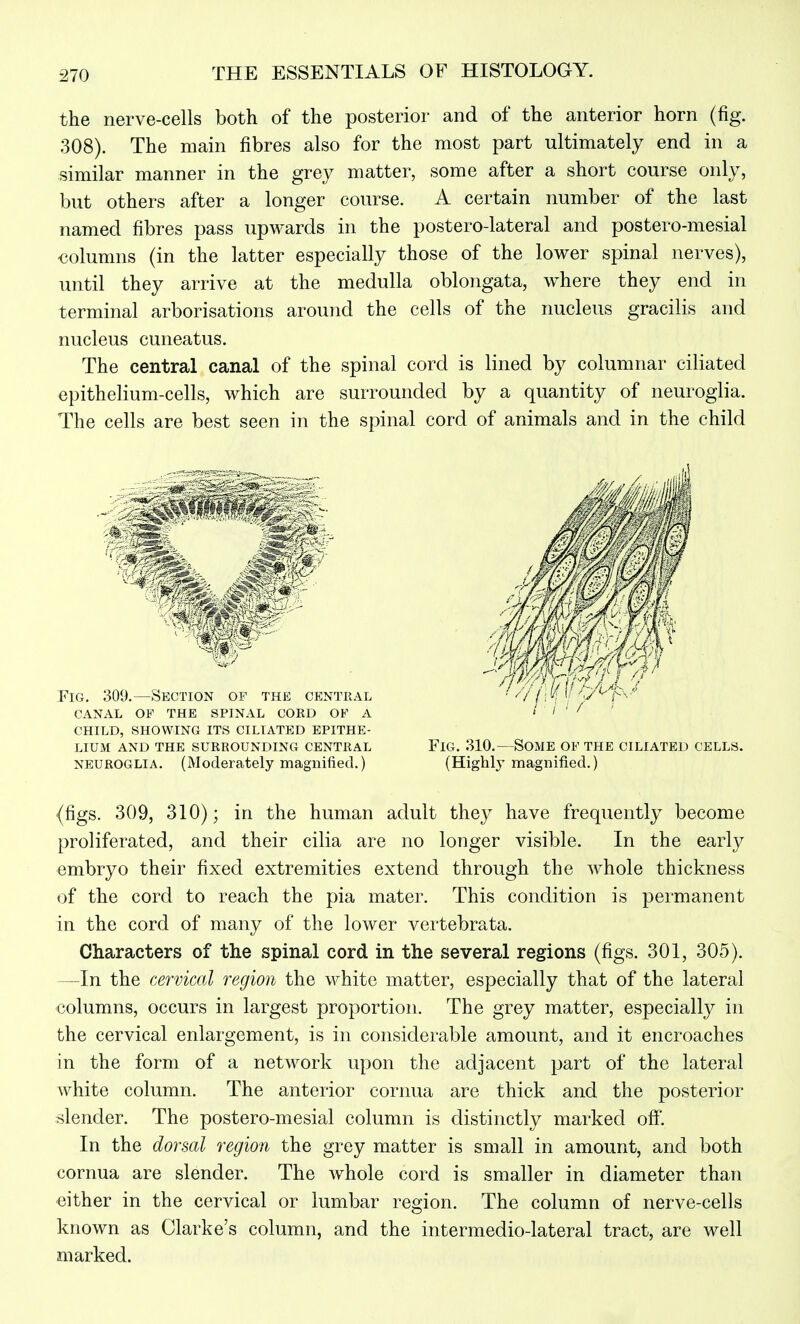 the nerve-cells both of the posterior and of the anterior horn (fig. 308). The main fibres also for the most part ultimately end in a similar manner in the grey matter, some after a short course only, but others after a longer course. A certain number of the last named fibres pass upwards in the postero-lateral and postero-mesial columns (in the latter especially those of the lower spinal nerves), until they arrive at the medulla oblongata, where they end in terminal arborisations around the cells of the nucleus gracilis and nucleus cuneatus. The central canal of the spinal cord is lined by columnar ciliated epithelium-cells, which are surrounded by a quantity of neuroglia. The cells are best seen in the spinal cord of animals and in the child Fig. 309.—Section of the central canal of the spinal cord of a child, showing its ciliated epithe- lium and the surrounding central NEUROGLIA. (Moderately magnified.) Fig. 310.—Some of the ciliated cells. (Highly magnified.) (figs. 309, 310); in the human adult they have frequently become proliferated, and their cilia are no longer visible. In the early •embryo their fixed extremities extend through the whole thickness of the cord to reach the pia mater. This condition is permanent in the cord of many of the lower vertebrata. Characters of the spinal cord in the several regions (figs. 301, 305). —In the cervical region the white matter, especially that of the lateral columns, occurs in largest proportion. The grey matter, especially in the cervical enlargement, is in considerable amount, and it encroaches in the form of a network upon the adjacent part of the lateral white column. The anterior cornua are thick and the posterior slender. The postero-mesial column is distinctly marked off. In the dorsal region the grey matter is small in amount, and both cornua are slender. The whole cord is smaller in diameter than either in the cervical or lumbar region. The column of nerve-cells known as Clarke's column, and the intermedio-lateral tract, are well marked.