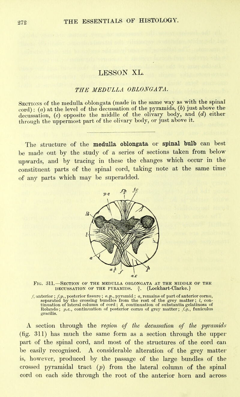 LESSON XL. THE MEDULLA OBLONGATA. Sections of the medulla oblongata (made in the same way as with the spinal cord): («) at the level of the decussation of the pyramids, (6) just above the decussation, (c) opposite the middle of the olivary body, and {d) either through the uppermost part of the olivary body, or just above it. The structure of the medulla oblongata or spinal bulb can best be made out by the study of a series of sections taken from below upwards, and by tracing in these the changes which occur in the constituent parts of the spinal cord, taking note at the same time of any parts which may be superadded. fl.C Fig. 311.—Section of the medulla oblongata at the middle of the DECUSSATION OP THE PYKAMIDS. f. (Lockhart-Clarke.) /; anterior ; f.p., posterior fissure ; a.p., pyramid ; a, remains of part of anterior cornu, separated by the crossing bundles from the rest of the grey matter; i, con- tinuation of lateral column of cord ; R, continuation of substantia gelatinosa of Rolando; p.c, continuation of posterior cornu of grey matter; f.g., funiculus gracilis. A section through the region of the decussation of the pyramids (fig. 311) has much the same form as a section through the upper part of the spinal cord, and most of the structures of the cord can be easily recognised. A considerable alteration of the grey matter is, however, produced by the passage of the large bundles of the crossed pyramidal tract (p) from the lateral column of the spinal cord on each side through the root of the anterior horn and across