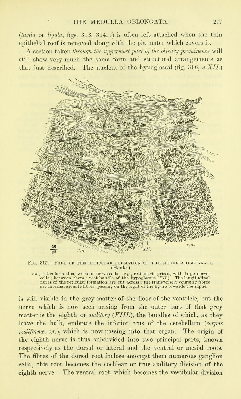 (tcenia or ligida, figs. 313, 314, t) is often left attached when the thin epithelial roof is removed along with the pia mater which covers it. A section taken through the uppermost part of the olivary prominence will still show very much the same form and structural arrangements as that just described. The nucleus of the hypoglossal (fig. 316, n.XII.) Fig. 315.—Part of the eeticular formation of the medulla oblongata. (Henle.) r.a., reticularis alba, without nerve-cells; r.g., reticularis grisea, with large nerve- cells ; between them a root-bundle of the hypoglossus {XII.). The longitudinal fibres of the reticular formation are cut across ; the transversely coursing fibres are internal arcuate fibres, passing on the right of the figure towards the raphe. is still visible in the grey matter of the floor of the ventricle, but the nerve which is now seen arising from the outer part of that grey matter is the eighth or auditory {VIIL), the bundles of which, as they leave the bulb, embrace the inferior crus of the cerebellum {corpus restiforme, c.r.), which is now passing into that organ. The origin of the eighth nerve is thus subdivided into two principal parts, known respectively as the dorsal or lateral and the ventral or mesial roots. The fibres of the dorsal root inclose amongst them numerous ganglion cells; this root becomes the cochlear or true auditory division of the eighth nerve. The ventral root, which becomes the vestibular division