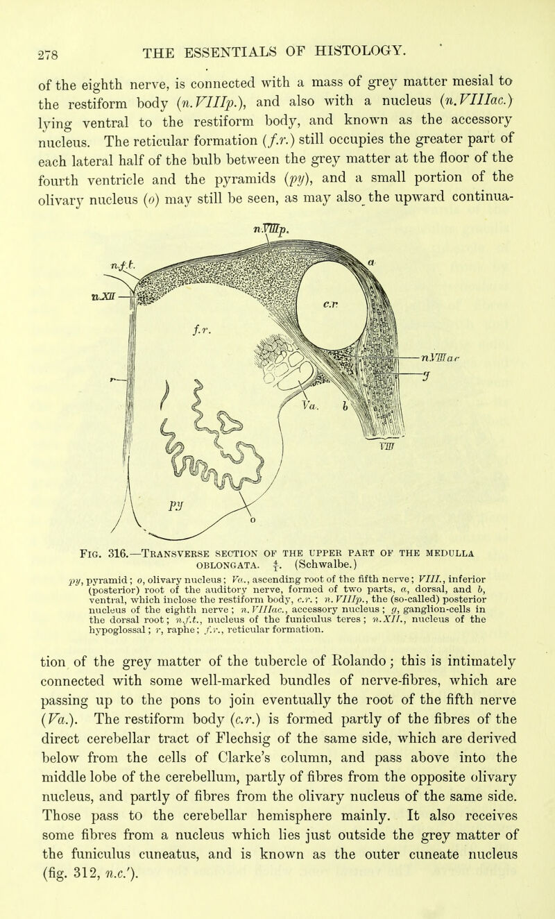 of the eighth nerve, is connected with a mass of grey matter mesial to the restiform body {n.VIIIp.), and also with a nucleus (n.VIIIac.) lying ventral to the restiform body, and known as the accessory nucleus. The reticular formation (/.r.) still occupies the greater part of each lateral half of the bulb between the grey matter at the floor of the fourth ventricle and the pyramids (pj), and a small portion of the olivary nucleus {o) may still be seen, as may also_ the upward continua- FlG. 316.—TkANSVERSE SECTION OF THE UPPER PART OF THE MEDULLA OBLONGATA, (Schwalbe.) Wi pyramid; o, olivary nucleus; Vo.., ascending root of the fifth nerve; VIII., inferior (posterior) root of the auditory nerve, formed of two parts, a, dorsal, and h, ventral, which inclose the restiform body, c.r. ; n. VIIIp., the (so-called) posterior nucleus of the eighth nerve; n.VIIIac, accessory nucleus; g, ganglion-cells in the dorsal root; n.f.t., nucleus of the funiculus teres; n.XII., nucleus of the hypoglossal; r, raphe; f.r., reticular formation. tion of the grey matter of the tubercle of Kolando; this is intimately connected with some well-marked bundles of nerve-fibres, which are passing up to the pons to join eventually the root of the fifth nerve (Va.). The restiform body (c.r.) is formed partly of the fibres of the direct cerebellar tract of Flechsig of the same side, which are derived below from the cells of Clarke's column, and pass above into the middle lobe of the cerebellum, partly of fibres from the opposite olivary nucleus, and partly of fibres from the olivary nucleus of the same side. Those pass to the cerebellar hemisphere mainly. It also receives some fibres from a nucleus which lies just outside the grey matter of the funiculus cuneatus, and is known as the outer cuneate nucleus (fig. 312, nx.').