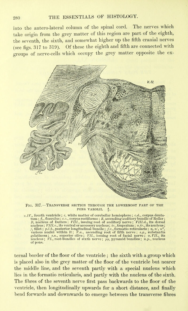 into the antero-lateral column of the spinal cord. The nerves which take origin from the grey matter of this region are part of the eighth, the seventh, the sixth, and somewhat higher up the fifth cranial nerves (see figs. 317 to 319). Of these the eighth and fifth are connected with groups of nerve-cells which occupy the grey matter opposite the ex- v.IV., fourth ventricle ; c, white matter of cerebellar hemisphere ; e.d., corpus denta- tum ; ^/l., floccvilus; c.r., corpus restiforme ; E, ascending auditory bundle of Roller; D, nucleus of Deiters ; VIII., issuing root of auditory nerve ; Vlll.d., its dorsal nucleus; r///.'y., its ventral or accessory nucleus; , trapezium; its nucleus; J, fillet; 25.L6., posterior longitudinal bundle ; /.?■., formatio reticularis ; n,n', n, various nuclei within it; V.a., ascending root of fifth nerve; s.g., substantia gelatinosa; s.o., superior olive; VII., issuing root of facial nerve; n.VIL, its nucleus; F/., root-bundles of sixth nerve; ^y, pj'ramid bundles ; nucleus of pons. ternal border of the floor of the ventricle; the sixth with a group which is placed also in the grey matter of the floor of the ventricle but nearer the middle line, and the seventh partly with a special nucleus which lies in the formatio reticularis, and partly with the nucleus of the sixth. The fibres of the seventh nerve first pass backwards to the floor of the ventricle, then longitudinally upwards for a short distance, and finally bend forwards and downwards to emerge between the transverse fibres