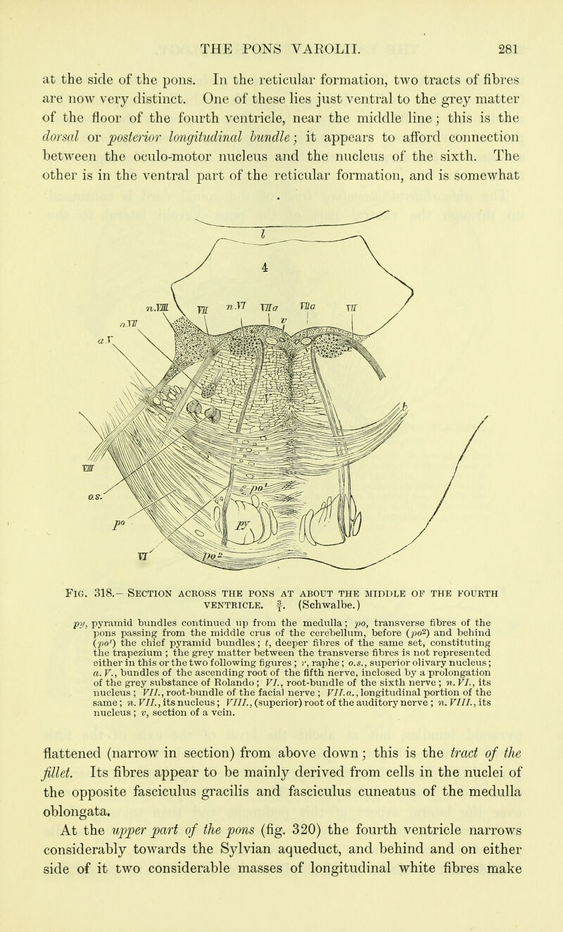 at the side of the pons. In the reticular formation, two tracts of fibres are now very distinct. One of these lies just ventral to the grey matter of the floor of the fourth ventricle, near the middle line; this is the dorsal or posterior longitudinal bundle; it appears to afford connection between the oculo-motor nucleus and the nucleus of the sixth. The other is in the ventral part of the reticular formation, and is somewhat Fig. 318.—Section aceoss the pons at about the middle of the fourth VENTRICLE, f. (Schwalbe.) py, pyramid bundles continued up from the medulla; jm, transverse fibres of the pons passing from the middle crus of the cerebellum, before {2^0^) and behind ipo') the chief pyramid bundles; t, deeper fibres of the same set, constituting the trapezium ; the grey matter between the transverse fibres is not represented either in this or the two following figures; r, raphe; o.s., superior olivary nucleus; a. v., bundles of the ascending root of the fifth nerve, inclosed by a prolongation of the grey substance of Rolando ; VL, root-bundle of the sixth nerve ; n. VI., its nucleus ; VII., root-bundle of the facial nerve ; F//.a., longitudinal portion of the same; n. VII., its nucleus; VIII., (superior) root of the auditory nerve ; n. VIII., its nucleus ; v, section of a vein. flattened (narrow in section) from above down; this is the tract of the fillet. Its fibres appear to be mainly derived from cells in the nuclei of the opposite fasciculus gracilis and fasciculus cuneatus of the medulla oblongata. At the iipper part of the pons (fig. 320) the fourth ventricle narrows considerably towards the Sylvian aqueduct, and behind and on either side of it two considerable masses of longitudinal white fibres make