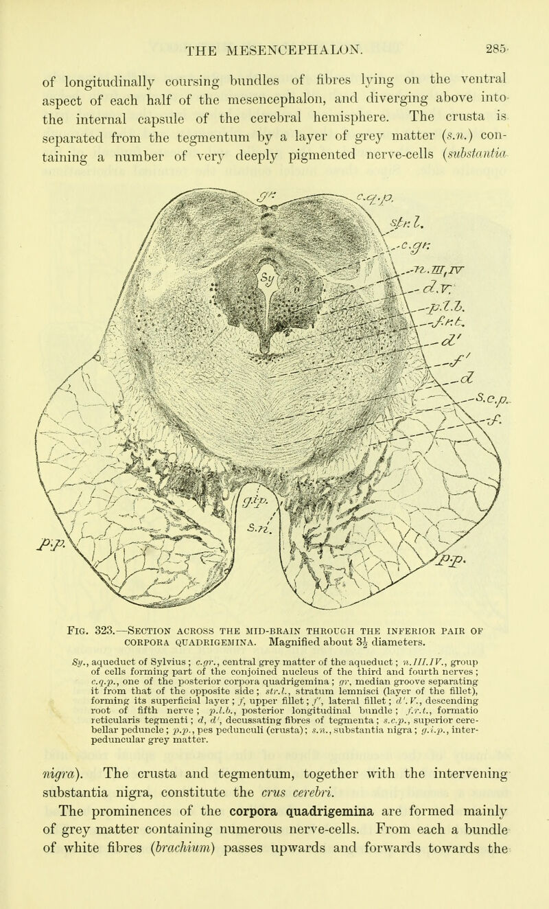THE MESENCEPHALON. 285- of longitudinally coursing bundles of fibres lying on the ventral aspect of each half of the mesencephalon, and diverging above into- the internal capsule of the cerebral hemisphere. The crusta is. separated from the tegmentum by a layer of grey matter (s.n.) con- taining a number of very deeply pigmented nerve-cells (substantia- Fig. 323.—Section across the mid-brain through the inferior pair of CORPORA quadrigemina. Magnified about 3^ diameters. Sy., aqueduct of Sylvius ; c.gr., central grey matter of the aqueduct; n.III.IV., group of cells forming part of the conjoined nucleus of the third and fourth nerves ; c.q.p., one of the posterior corpora quadrigemina ; qi\ median groove separating it from that of the opposite side; str.l., stratum lemnisci (layer of the fillet), forming its superficial layer; /, upper fillet;/', lateral fillet; d'.V., descending root of fifth nerve ; p.Lb., posterior longitudinal bundle; f.r.t., formatio reticularis tegmenti; d, d', decussating fibres of tegmenta; s.c.p., superior cere- bellar peduncle ; x>-P-i Pes pedunculi (crusta); s.n., substantia nigra; g.i.p., inter- peduncular grey matter. nigra). The crusta and tegmentum, together with the intervening substantia nigra, constitute the cms cerebri. The prominences of the corpora CLuadrigemina are formed mainly of grey matter containing numerous nerve-cells. From each a bundle of white fibres (brachium) passes upwards and forwards towards the