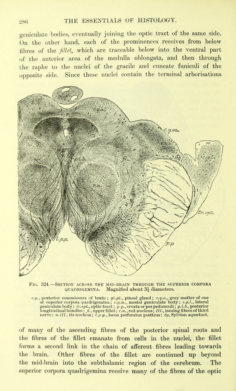 geniculate bodies, eventually joining the optic tract of the same side. On the other hand, each of the prominences receives from below fibres of the fillet, which are traceable below into the ventral part of the anterior area of the medulla oblongata, and then through the raphe to the nuclei of the gracile and cuneate funiculi of the opposite side. Since these nuclei contain the terminal arborisations Fig. 324.—Section across the mid-brain through the superior corpora QUADRIGEMINA. Magnified about 3^ diameters. c.p., posterior commissure of brain ; gl.pi., pineal gland ; e.g.a., grey matter of one of superior corpora quadrigemina; c.g.m., mesial geniculate body; e.g.I., lateral geniculate body ; ir.opt., optic tract; ^ crustaorpespedunculi; 6.,posterior longitudinal bundles; fi., iipper fillet; r.n., red nucleus; ///., issuing fibres of third nerve ; ?i.III., its nucleus; I.p.p., locus perforatus posticus; Sy, Sylvian aqueduct. of many of the ascending fibres of the posterior spinal roots and the fibres of the fillet emanate from cells in the nuclei, the fillet forms a second link in the chain of afferent fibres leading towards the brain. Other fibres of the fillet are continued up beyond the mid-brain into the subthalamic region of the cerebrum. The superior corpora quadrigemina receive many of the fibres of the optic